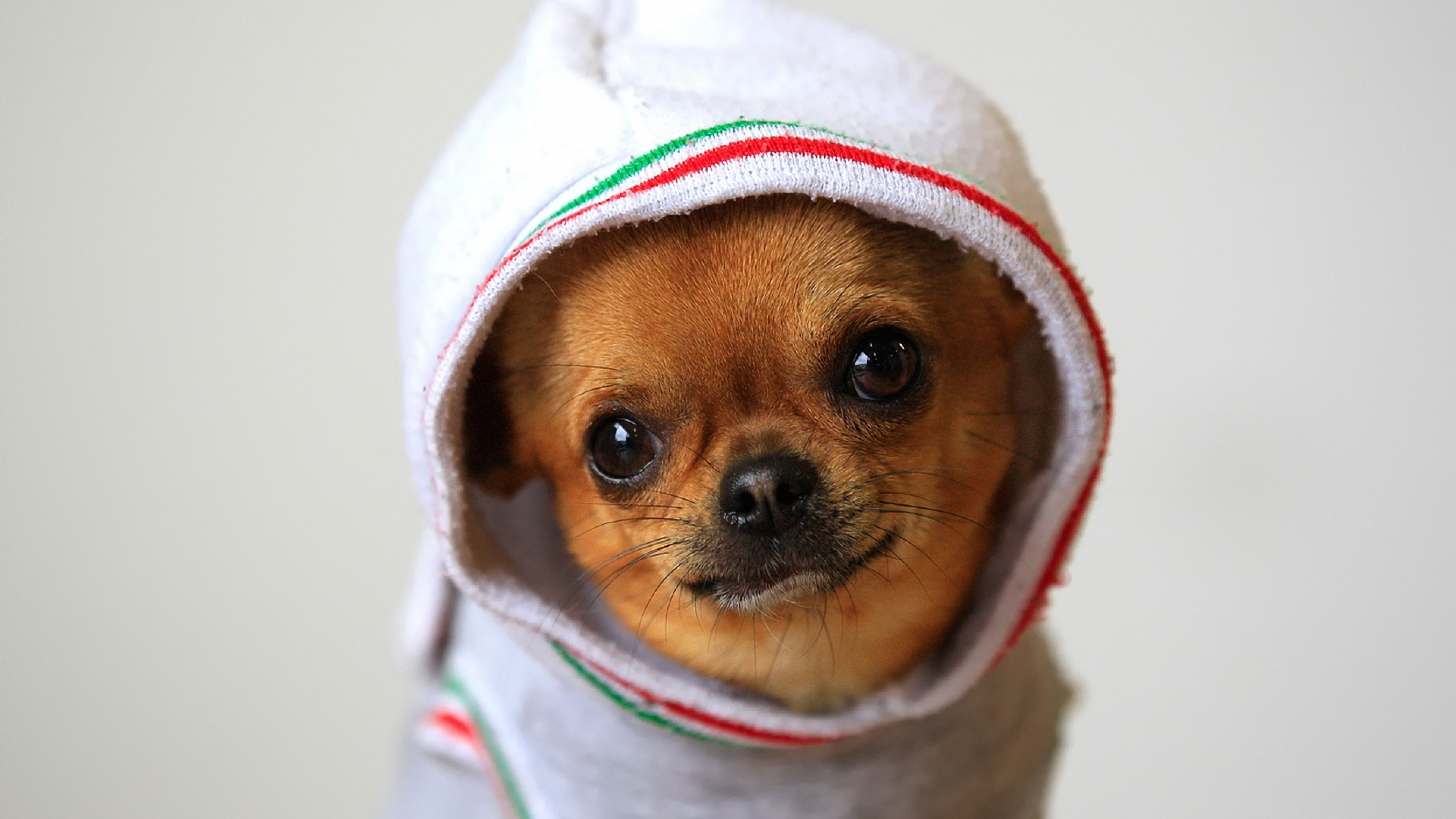 3840x2160  Wallpaper dog, chihuahua, puppy, clothing, costume