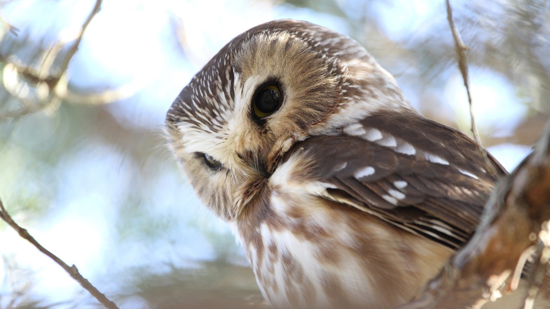 1920x1080 wallpaper.wiki-Cute-Owl-Picture-Free-Download-PIC-