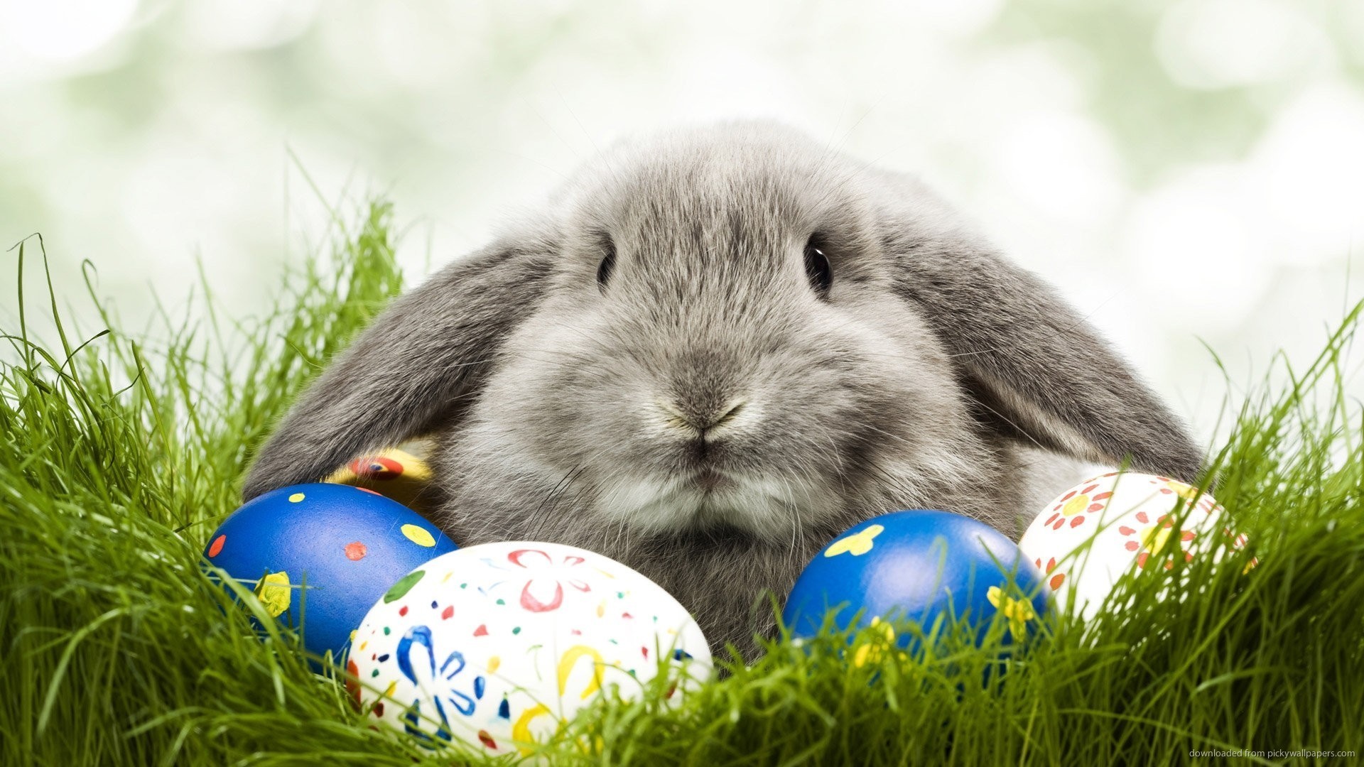 1920x1080 Fluffy gray rabbit with eggs in grass picture