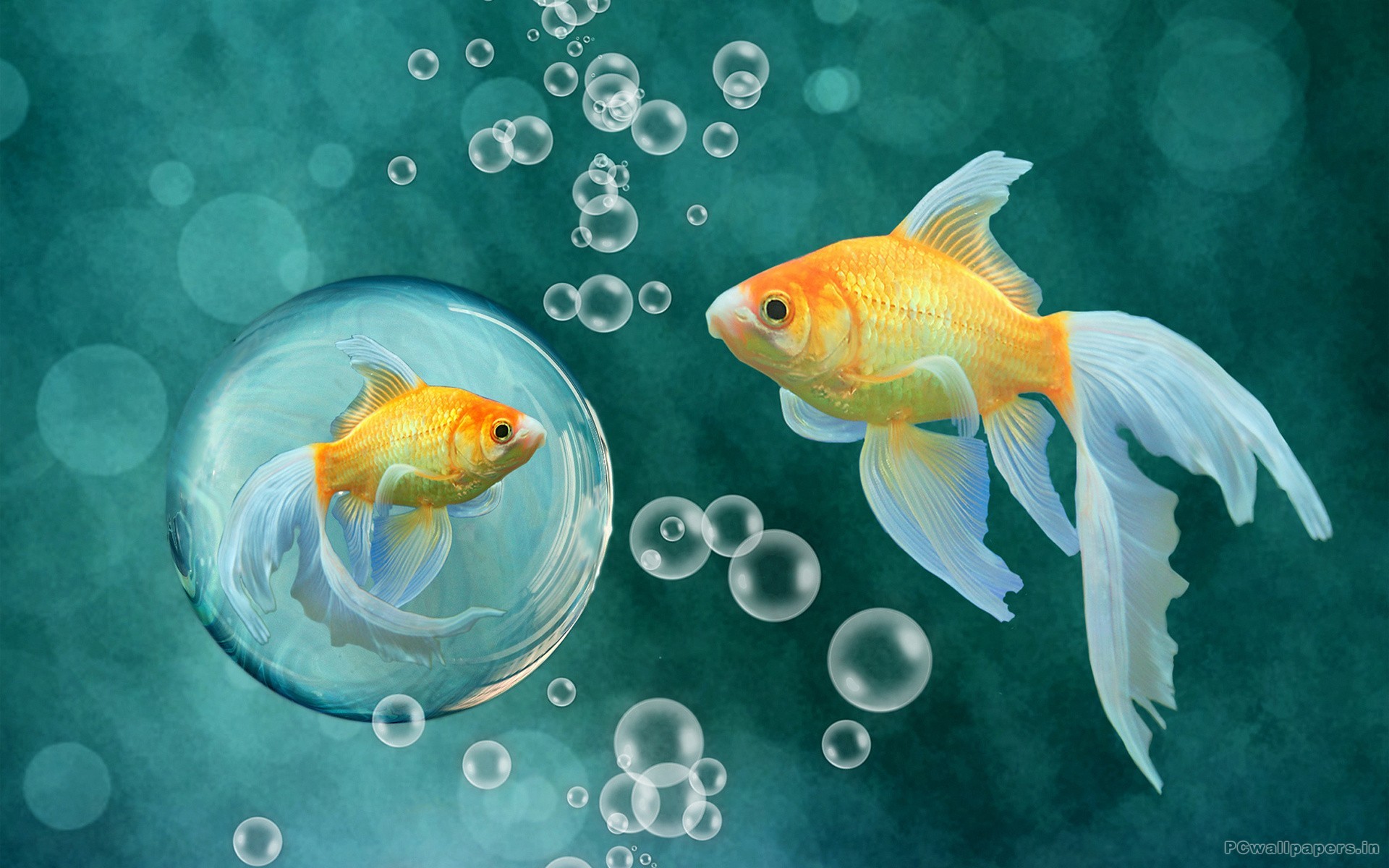 Koi Fish Live Wallpaper Fish – Applications sur Google Play