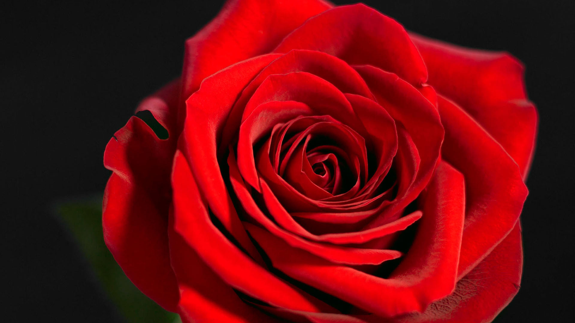 1920x1080 Beautiful red rose on a black background closeup