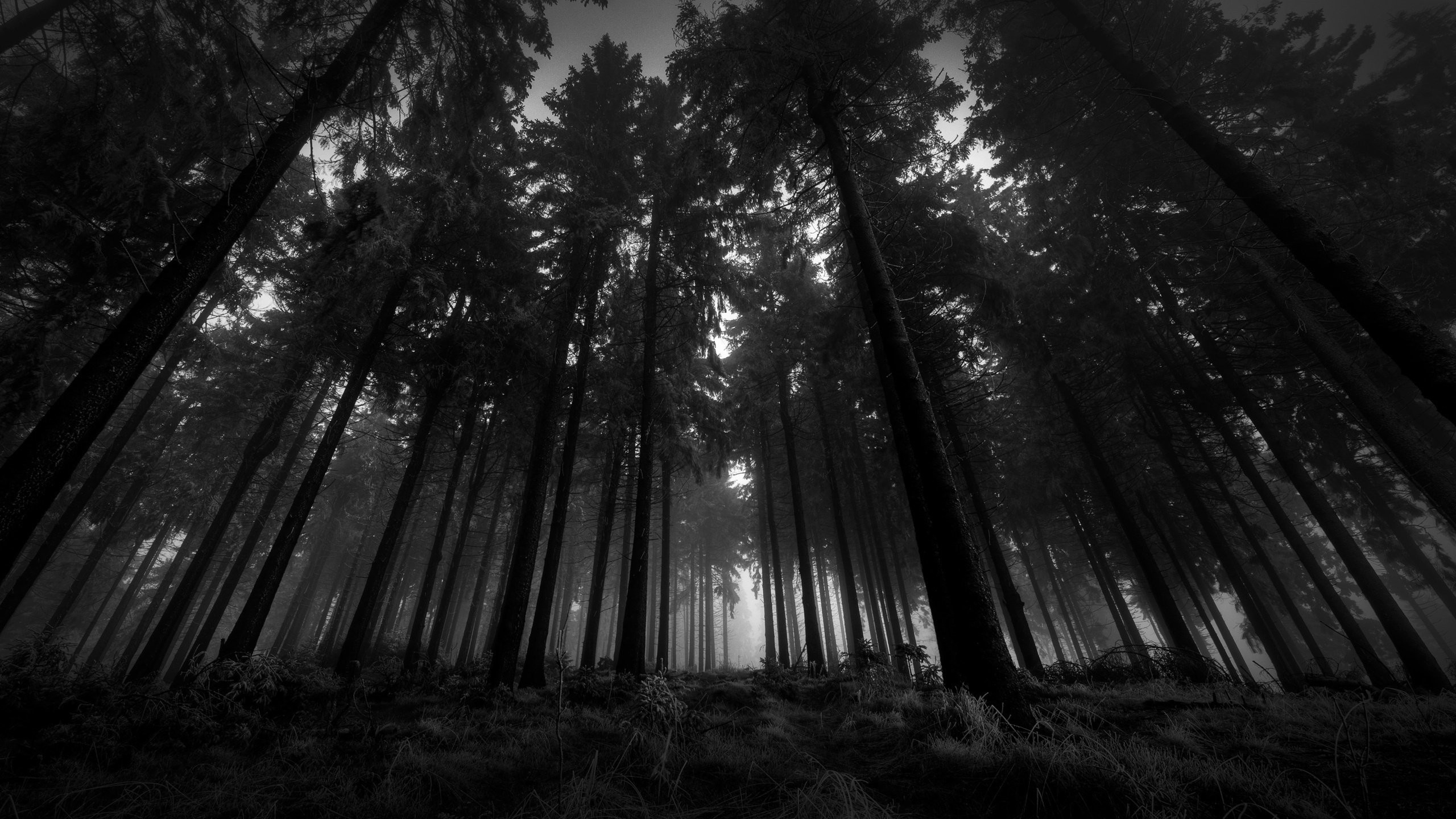 2560x1440 wallpaper.wiki-Download-Free-Black-and-White-Forest-