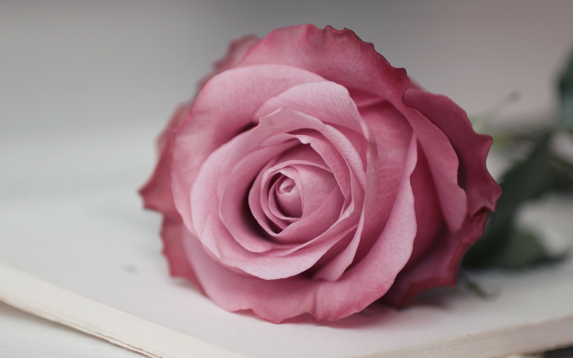 1920x1200 pink-rose-hd-.jpg 1,920Ã1,200 pixels Â· Chanel Nail PolishChanel  NailsWallpaper ...