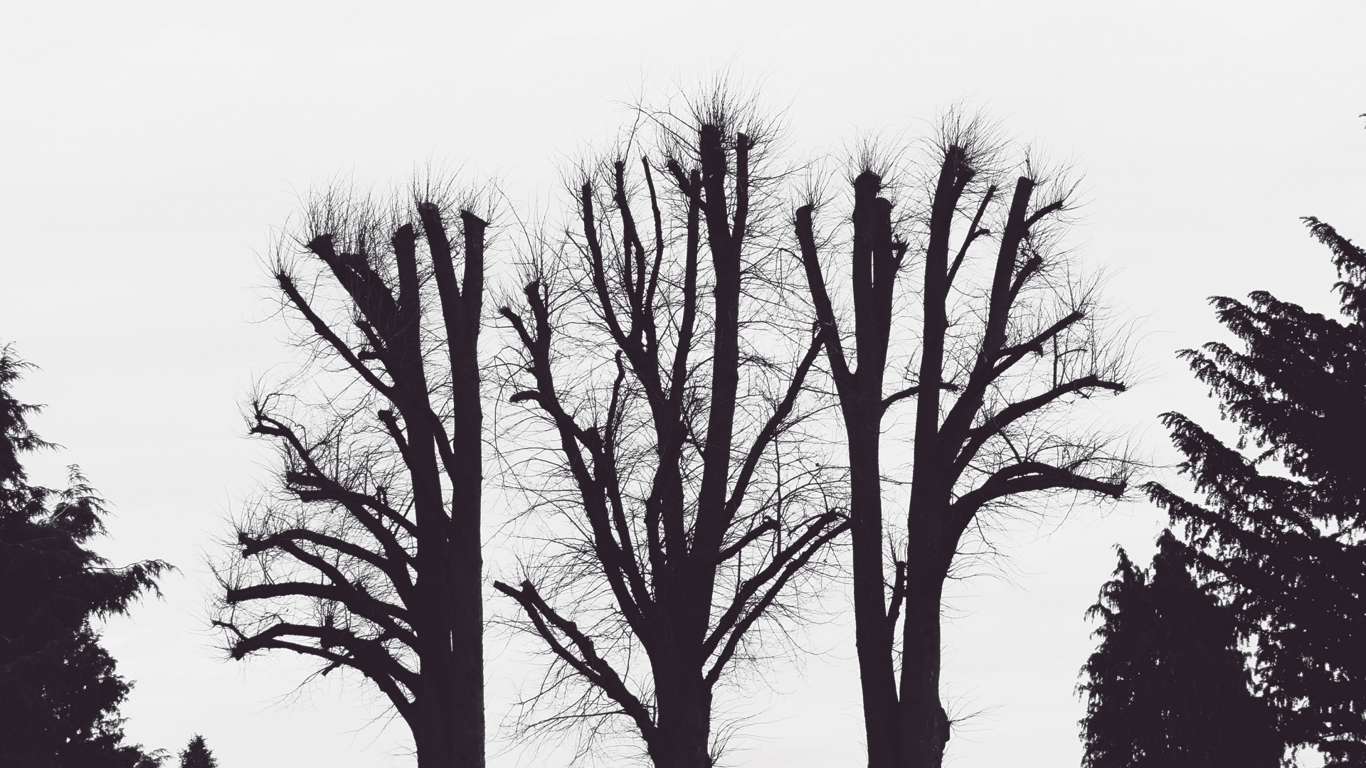 1920x1080 Preview wallpaper trees, branches, aesthetic, bw 