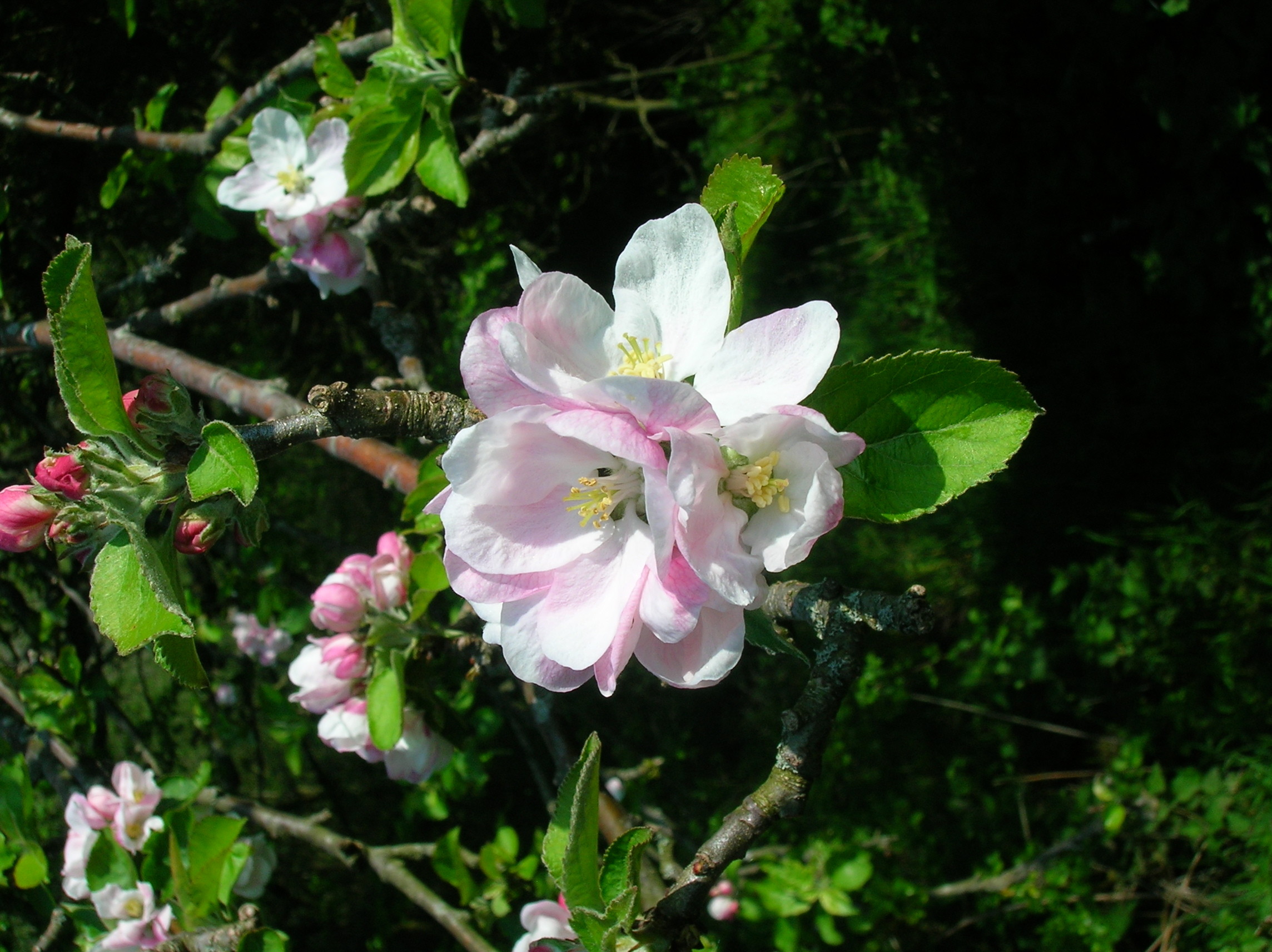 2288x1712 File:Apple tree blossom.JPG - Wikimedia Commons