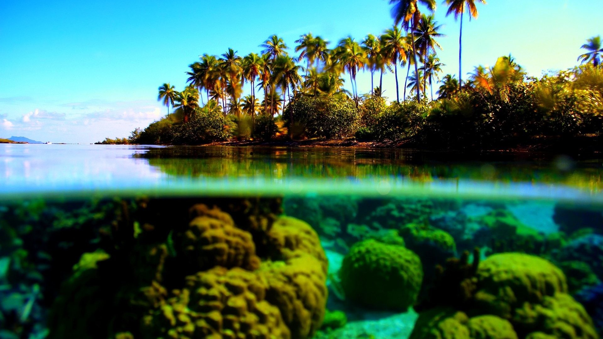 Underwater scene. Ocean coral reef underwater. Sea world under water  background. 16559061 Stock Photo at Vecteezy