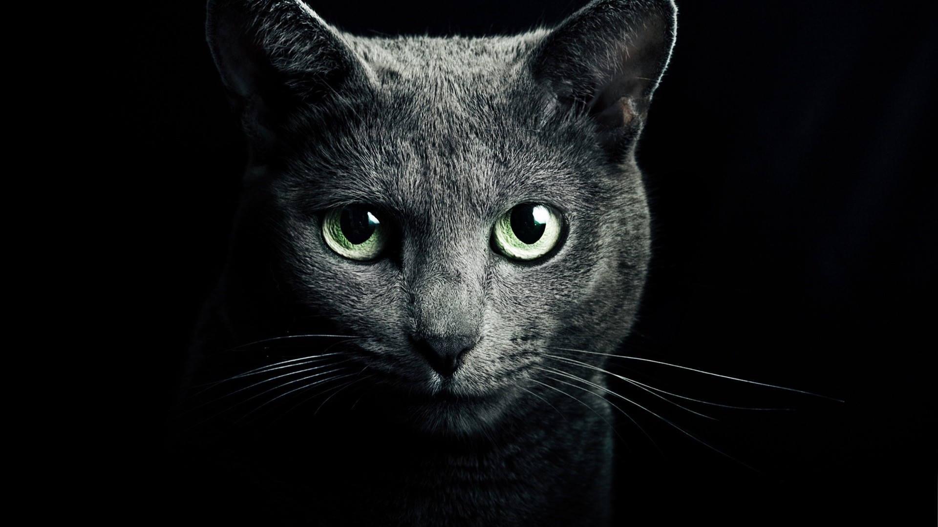 1920x1080 Black cat, green eyes, black background wallpaper  Full HD