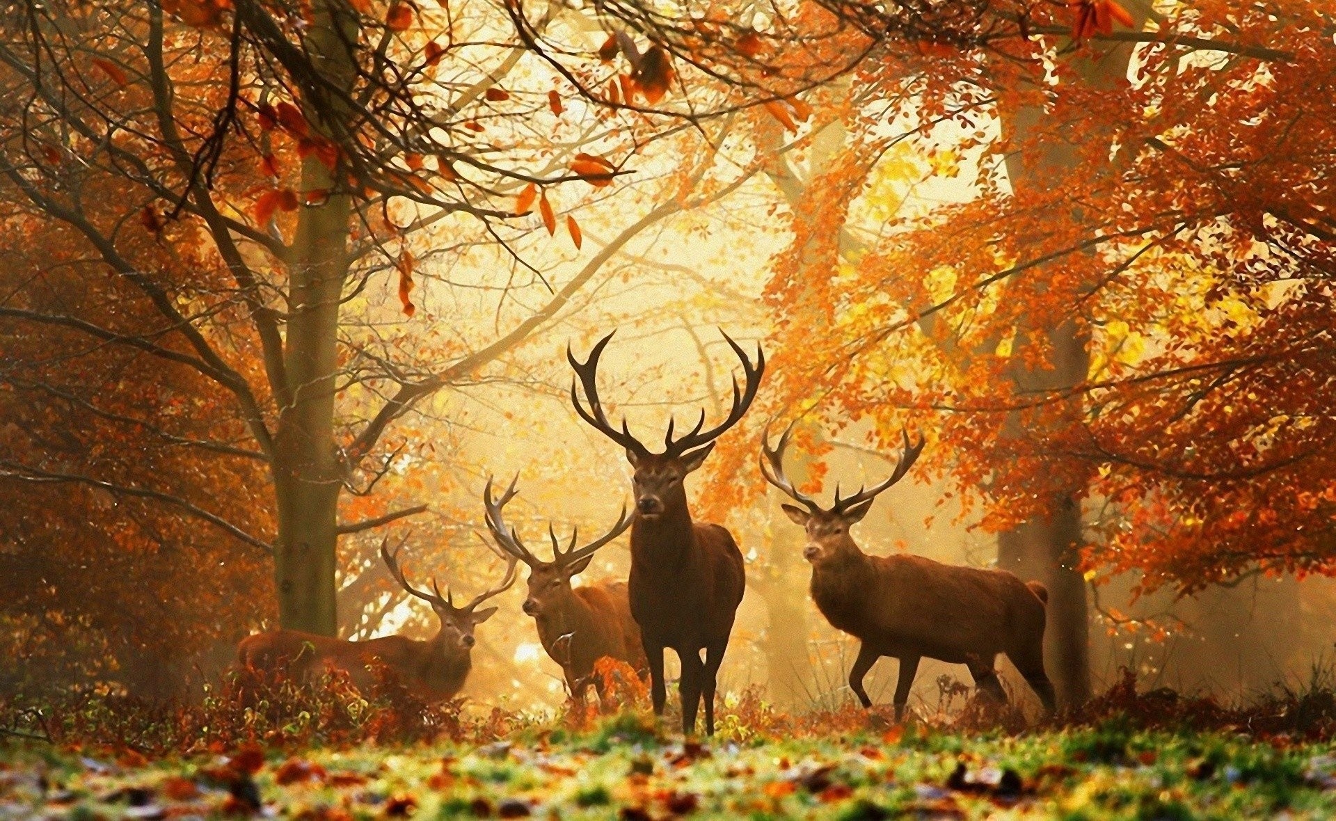 Forest Wildlife Wallpapers  Top Free Forest Wildlife Backgrounds   WallpaperAccess