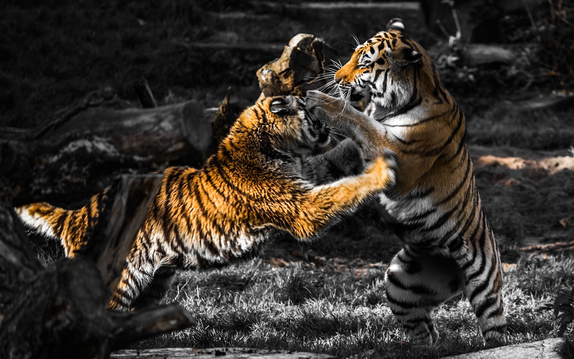 1920x1200 animals, Fighting, Selective Coloring, Tiger Wallpapers HD