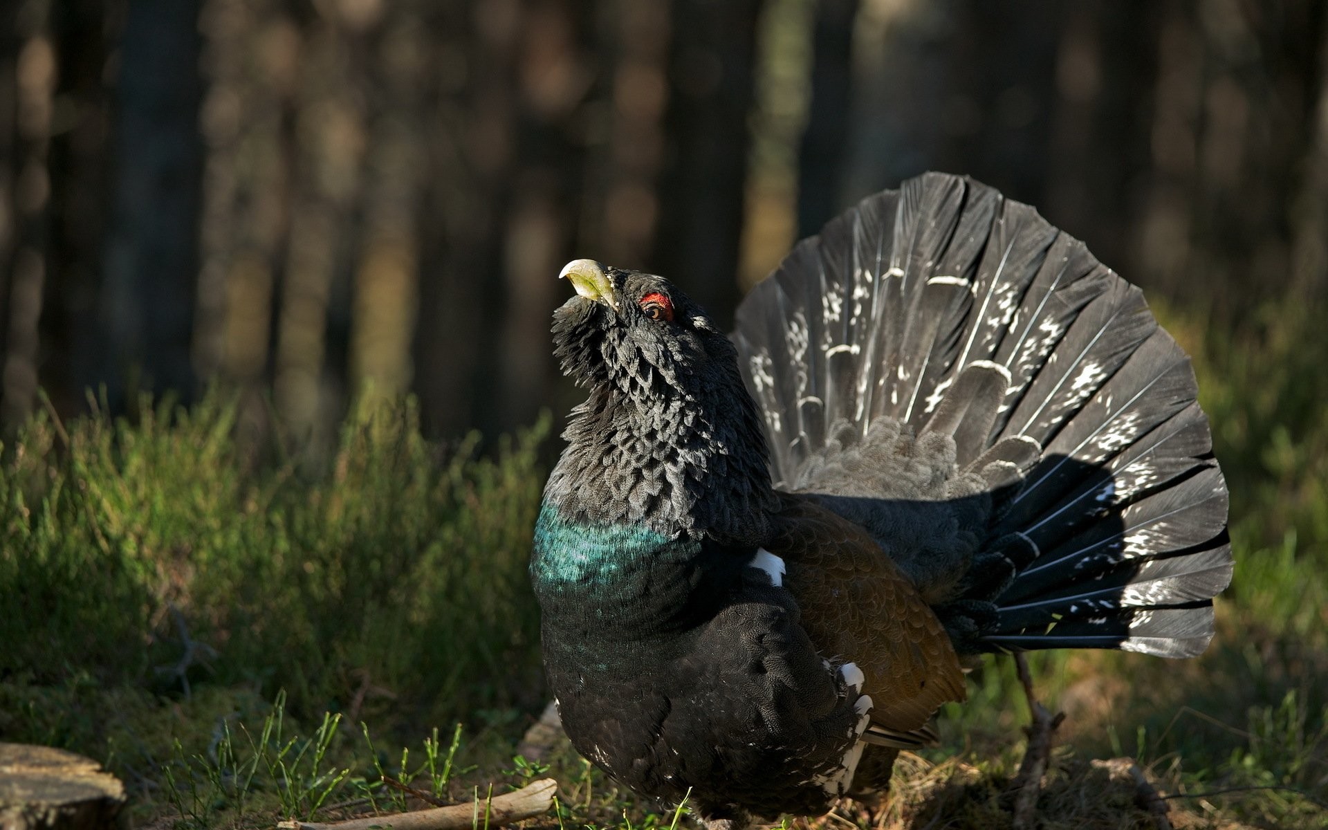 1920x1200 HD Wallpaper | Background ID:404659.  Animal Western Capercaillie