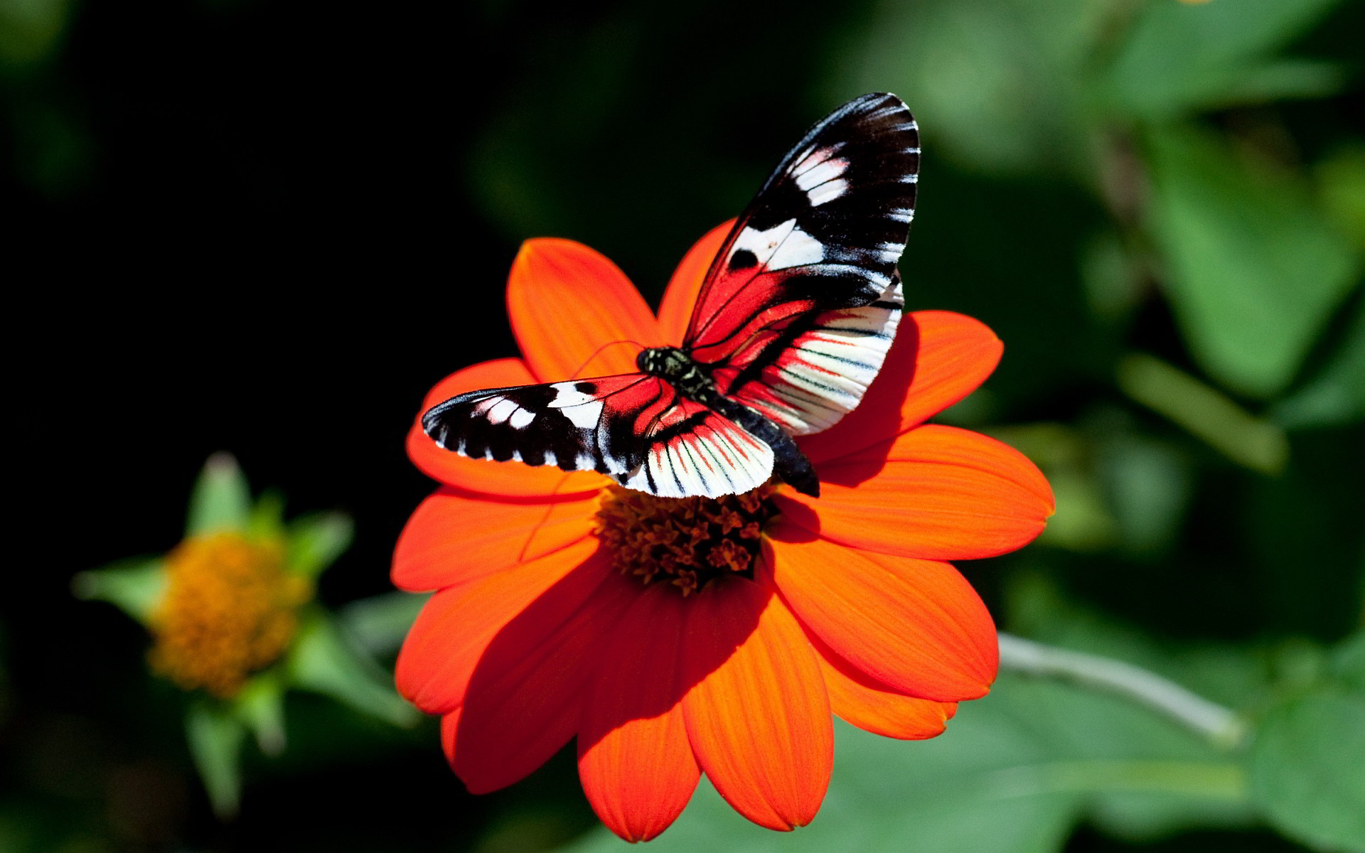 1920x1200 Red Butterfly Wallpaper For Android