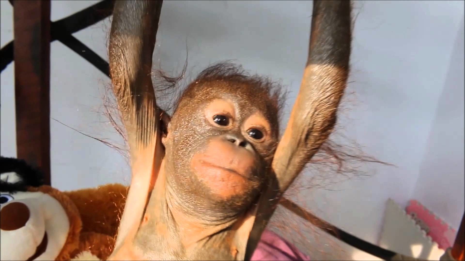 1920x1080 Rescued baby orangutan Gito receives physiotherapy