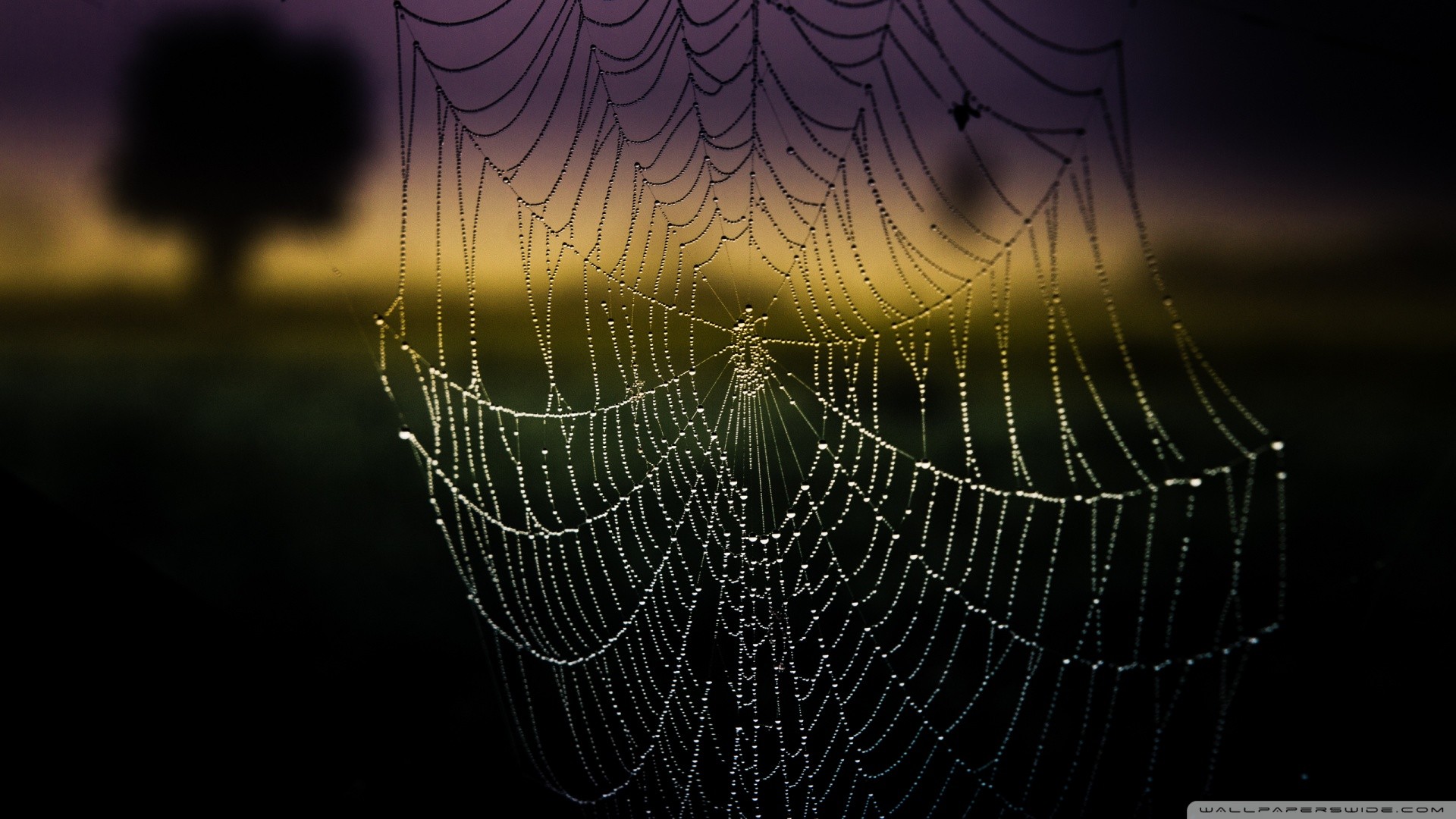 1920x1080 Spider Web Background - Bing images