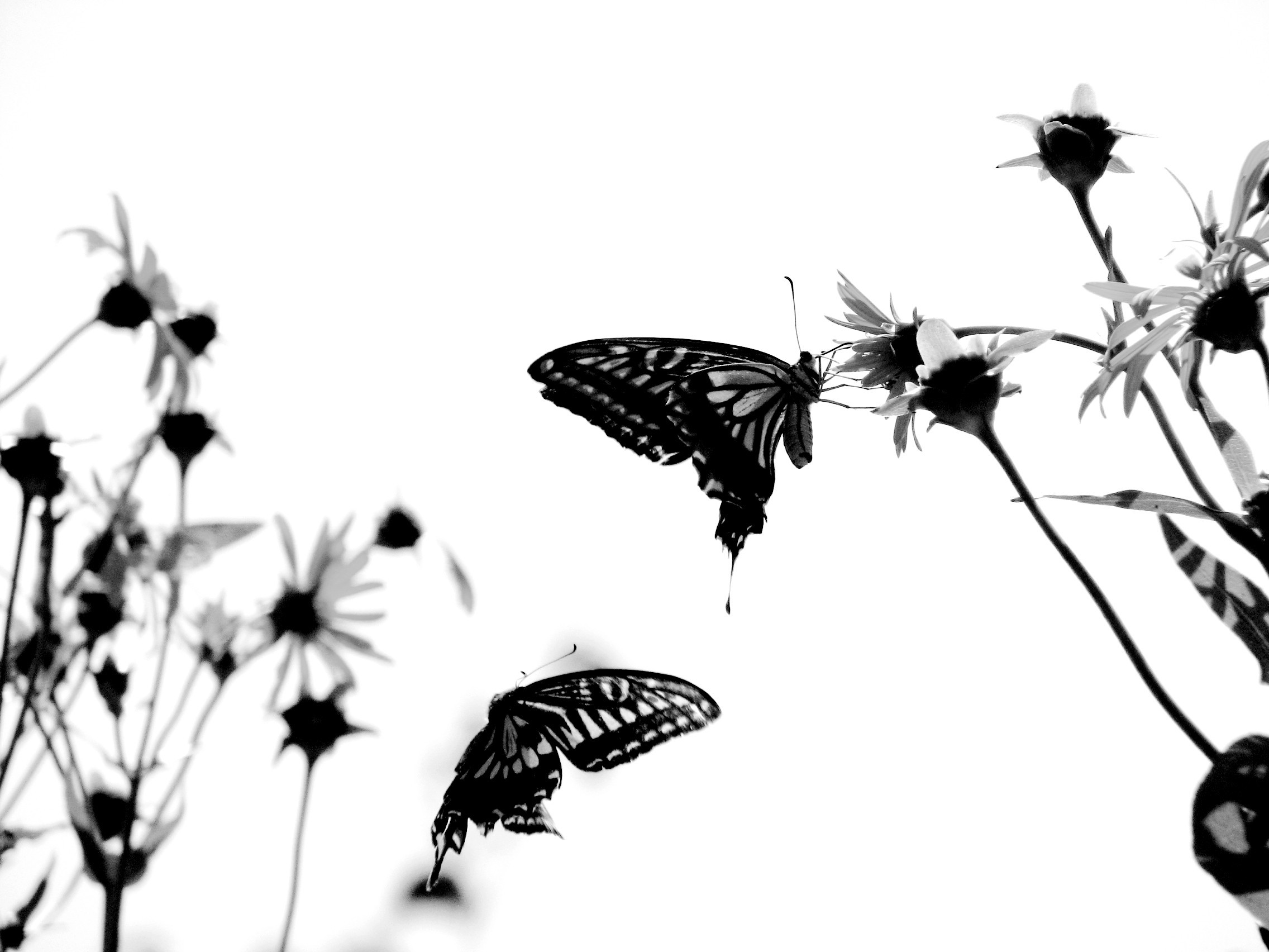 2272x1704 Black and White Butterfly Background - Wallpaper #30906