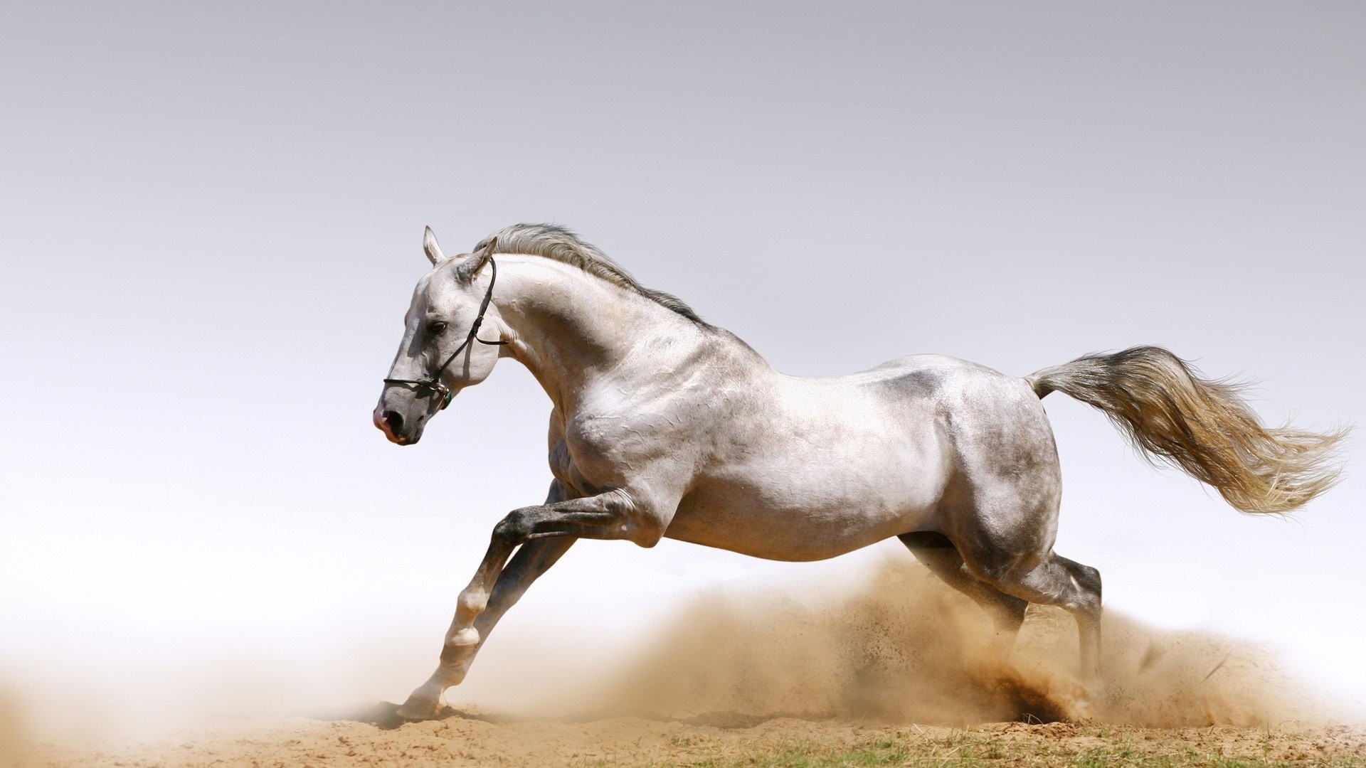 1920x1080 ... Wallpaper Arabian Horse Wallpaper