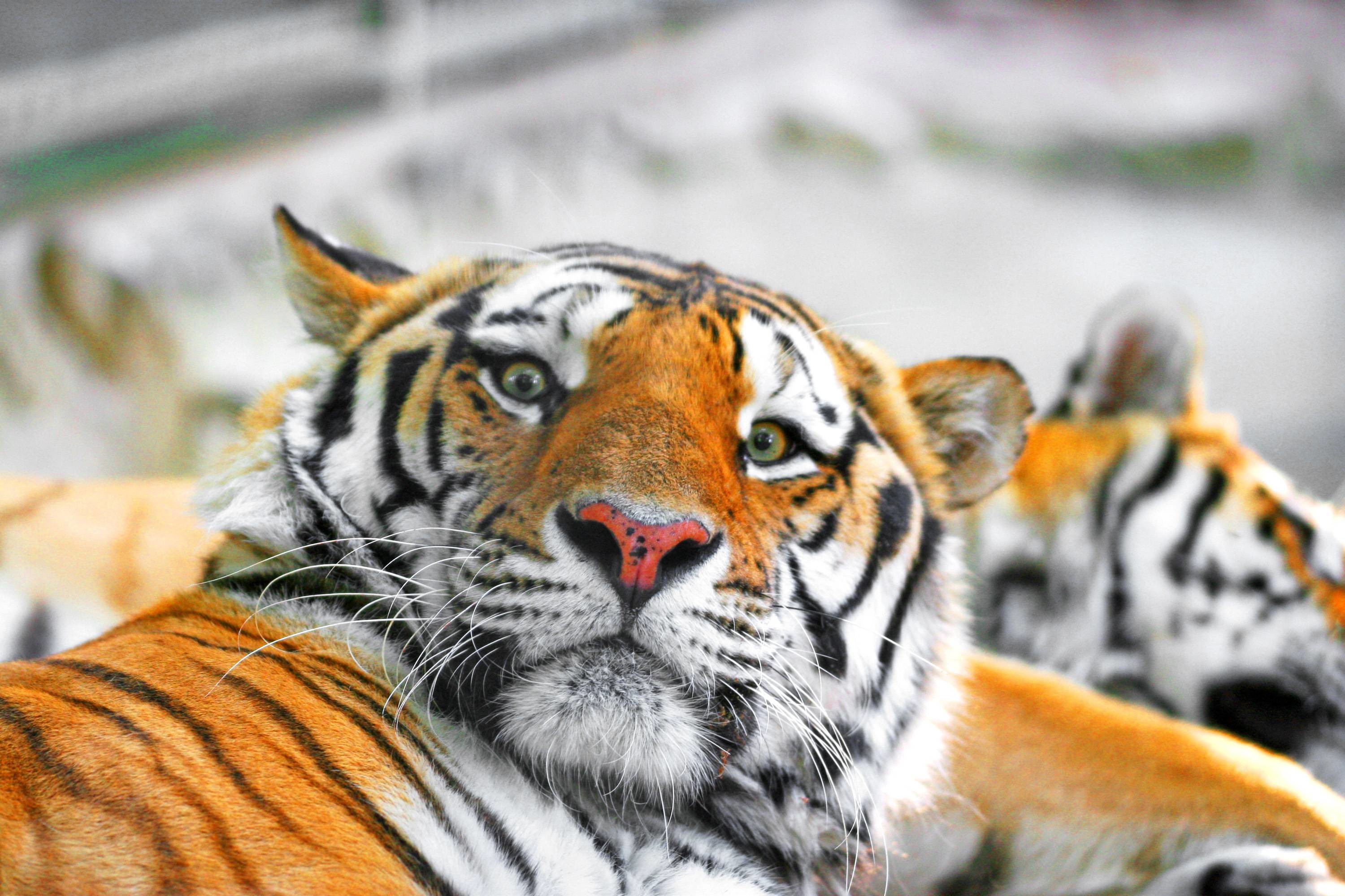3000x2000 Siberian Tiger Wallpaper 7 - Animal-Lovers Wallpaper