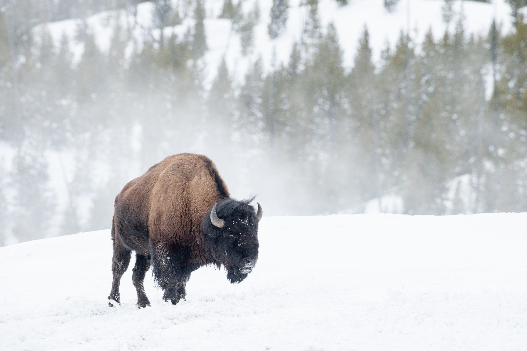 2048x1363 Wallpaper Of An American Bison On A Snowy Mountain