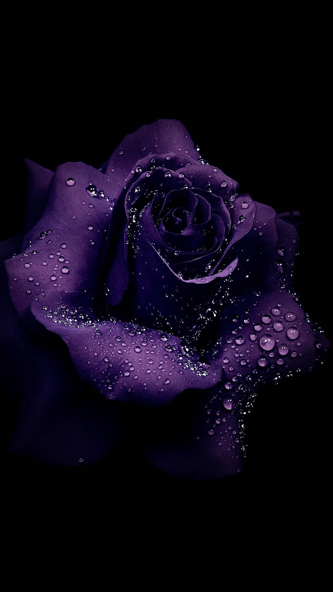 1080x1920 violet rose macro drops 