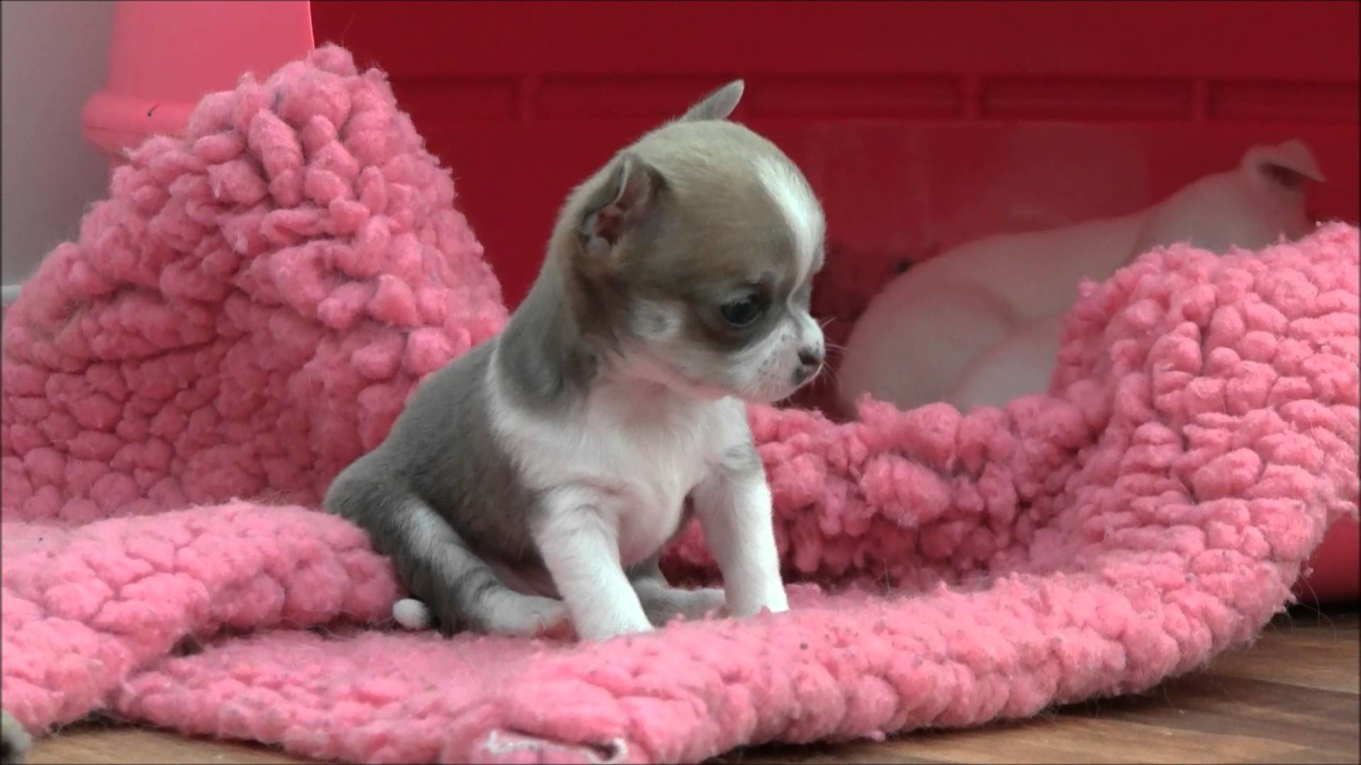 1920x1080 Chihuahua Puppy for Sale 13th June 2015