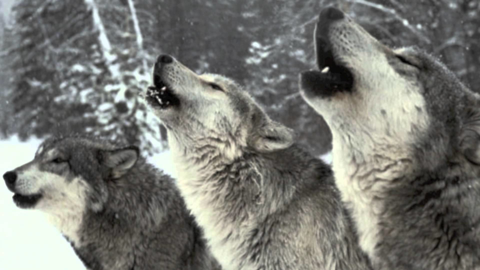 1920x1080 Pack of wolves howling wallpaper - photo#11