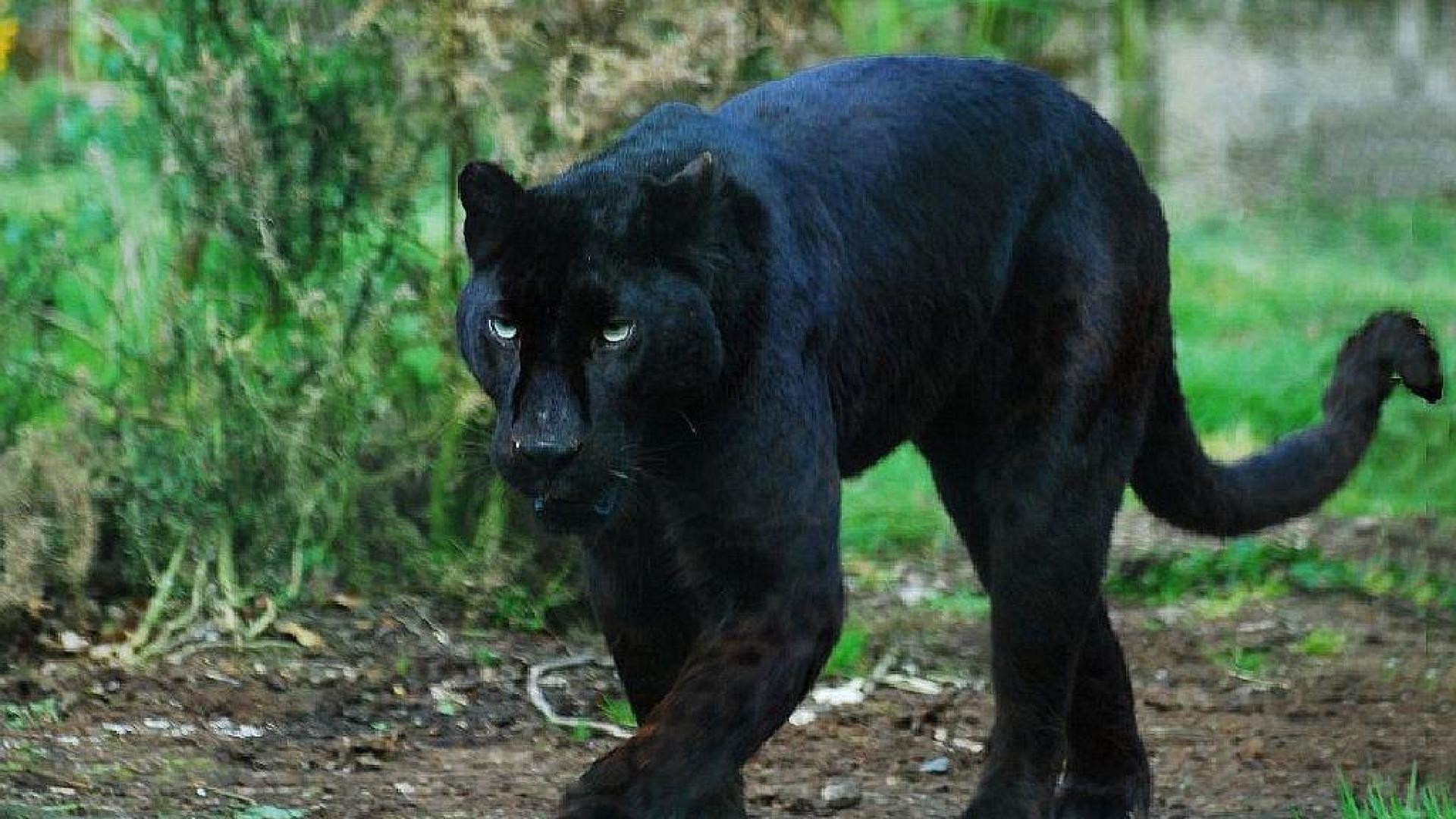1920x1080 Black Panther