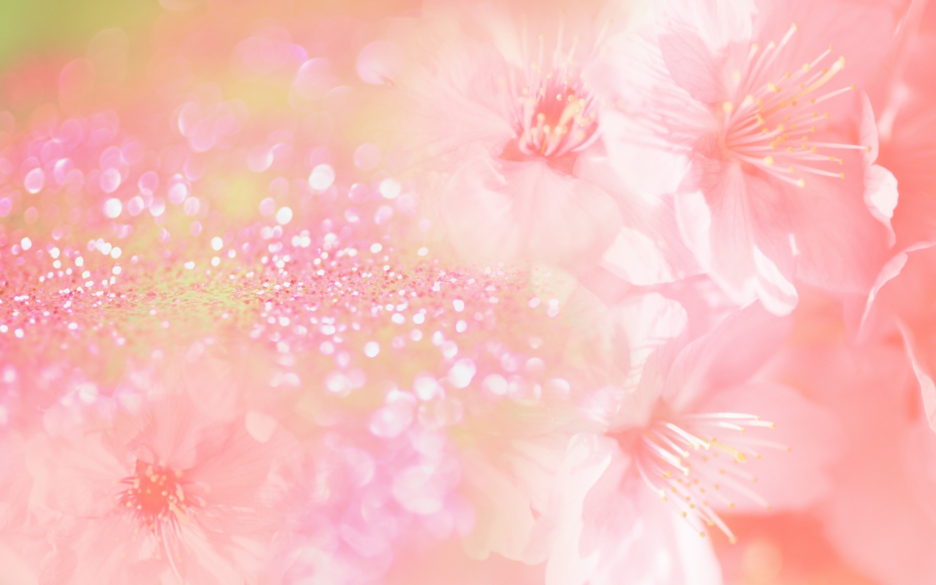 1920x1200  full size flower background  large resolution