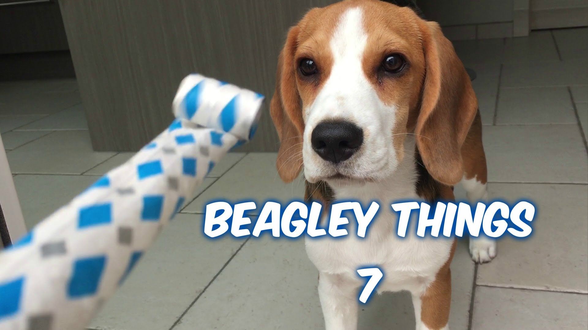1920x1080 Funny "Beagley" Things! Why You Should Get A Beagle Dog. Episode #7