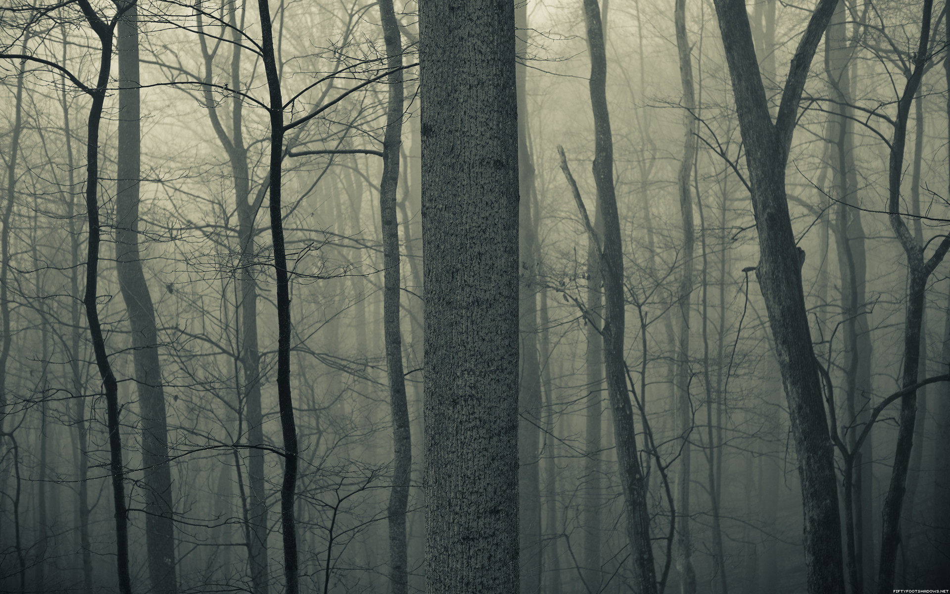 1920x1200 Nature trees forests woods trunk haze fog mist dark bark .