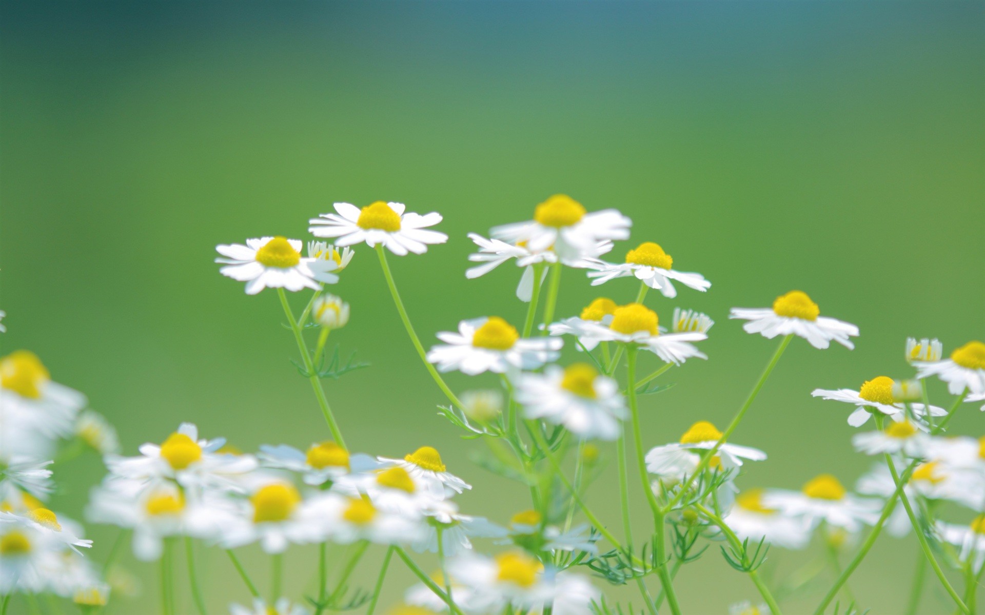 1920x1200 Daisies, White, Flowers, Nature, Summer, Green, Desktop, Background,  Wallpaper, Pictures, Iphone Background Images, Desktop Images, Cool, ...