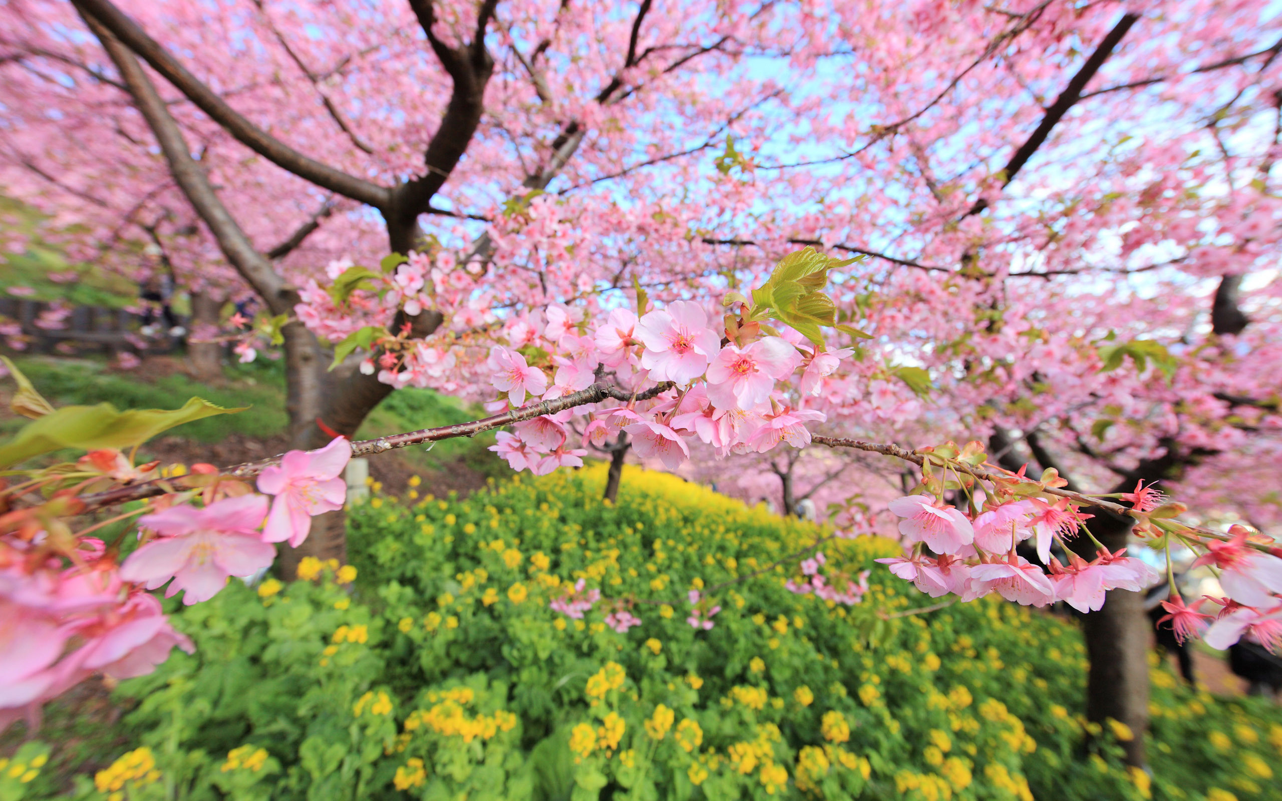 2560x1600 Cherry Blossom Wallpaper