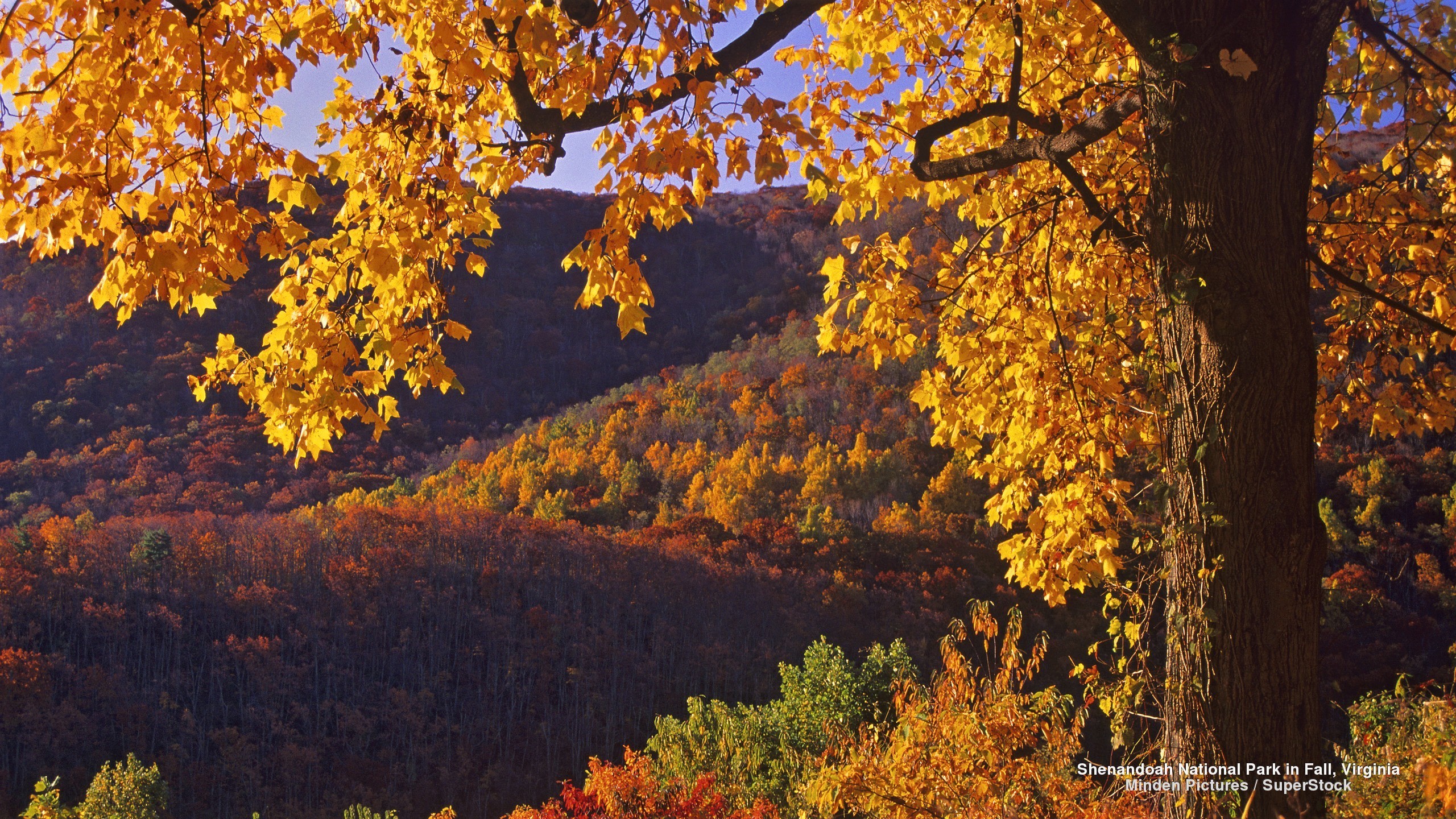 2560x1440 Shenandoah National Park in Virginia HD Wallpaper | Hintergrund |   | ID:863679 - Wallpaper Abyss