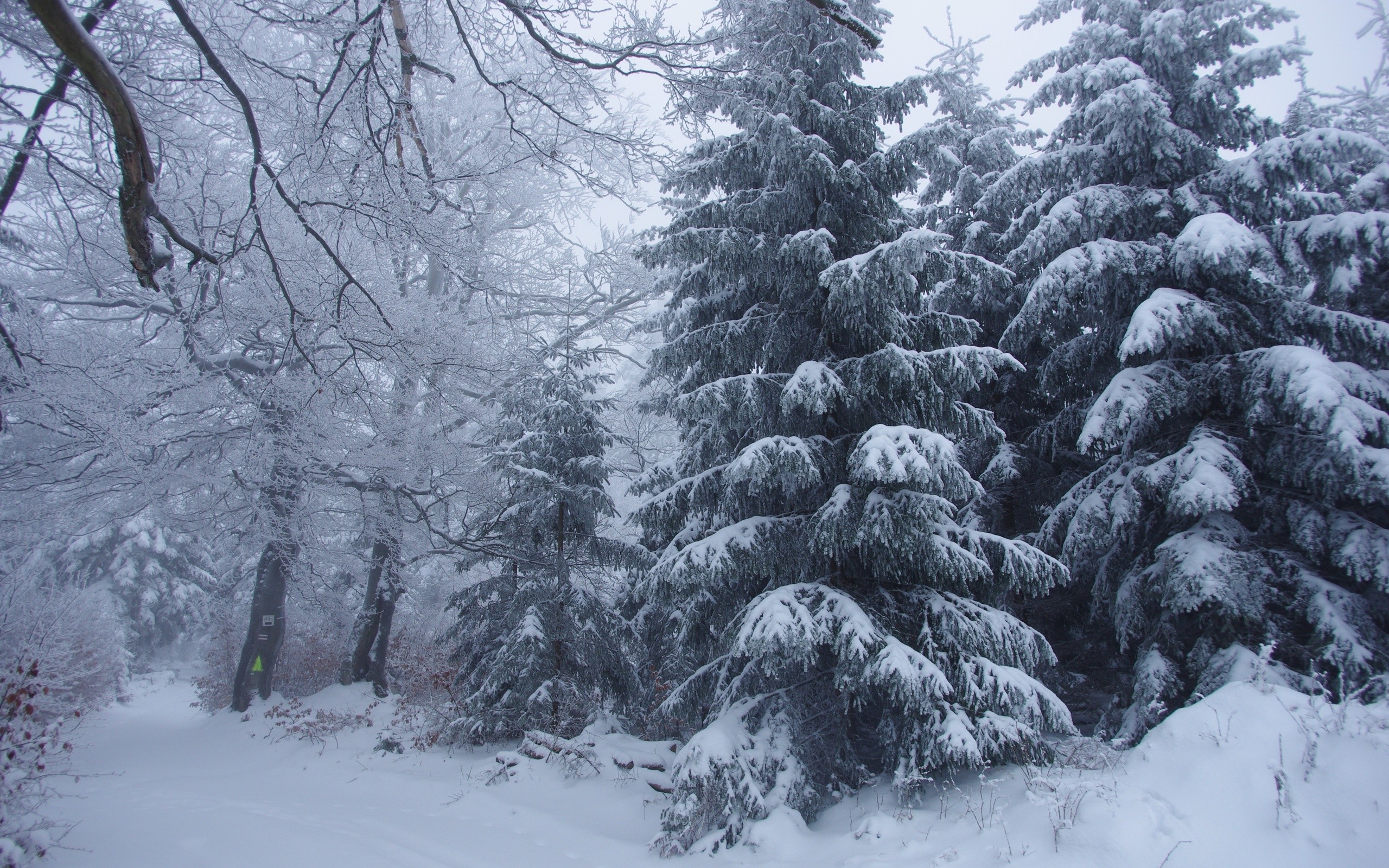 2560x1600 Download Wallpaper 2560x1024 Winter, Forest, Landscape Dual .