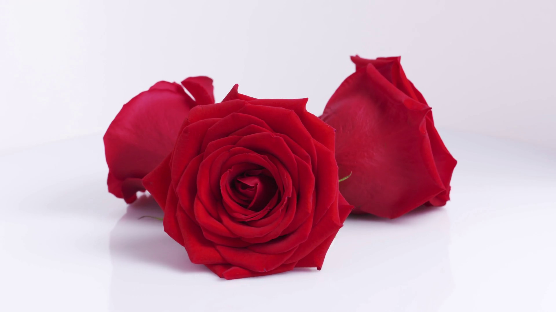 1920x1080 three red roses rotating on white background, 4k prores footage Stock Video  Footage - VideoBlocks