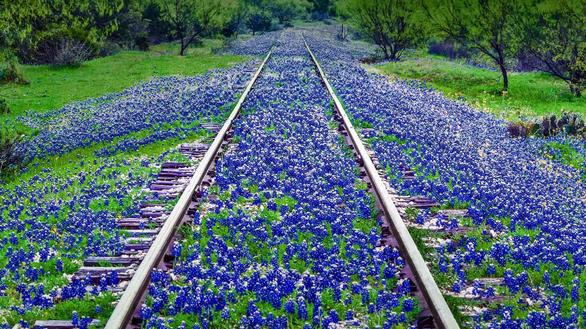 1920x1080 Bluebonnet wildflowers near Llano, Texas (Â© dszc/E+/Getty Images)