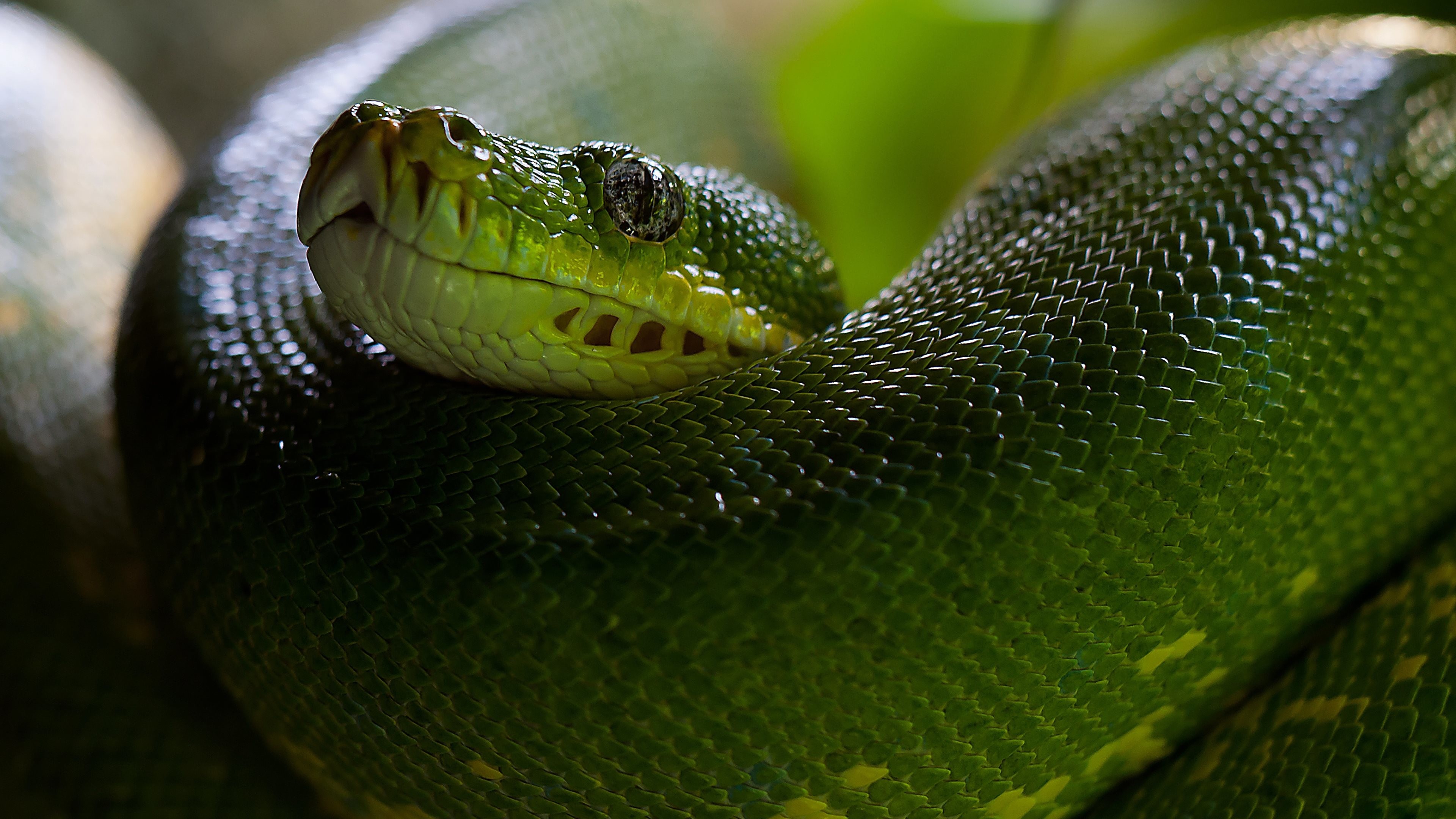 3840x2160 wallpaper.wiki-Viper-Snake-Images-PIC-WPE009017