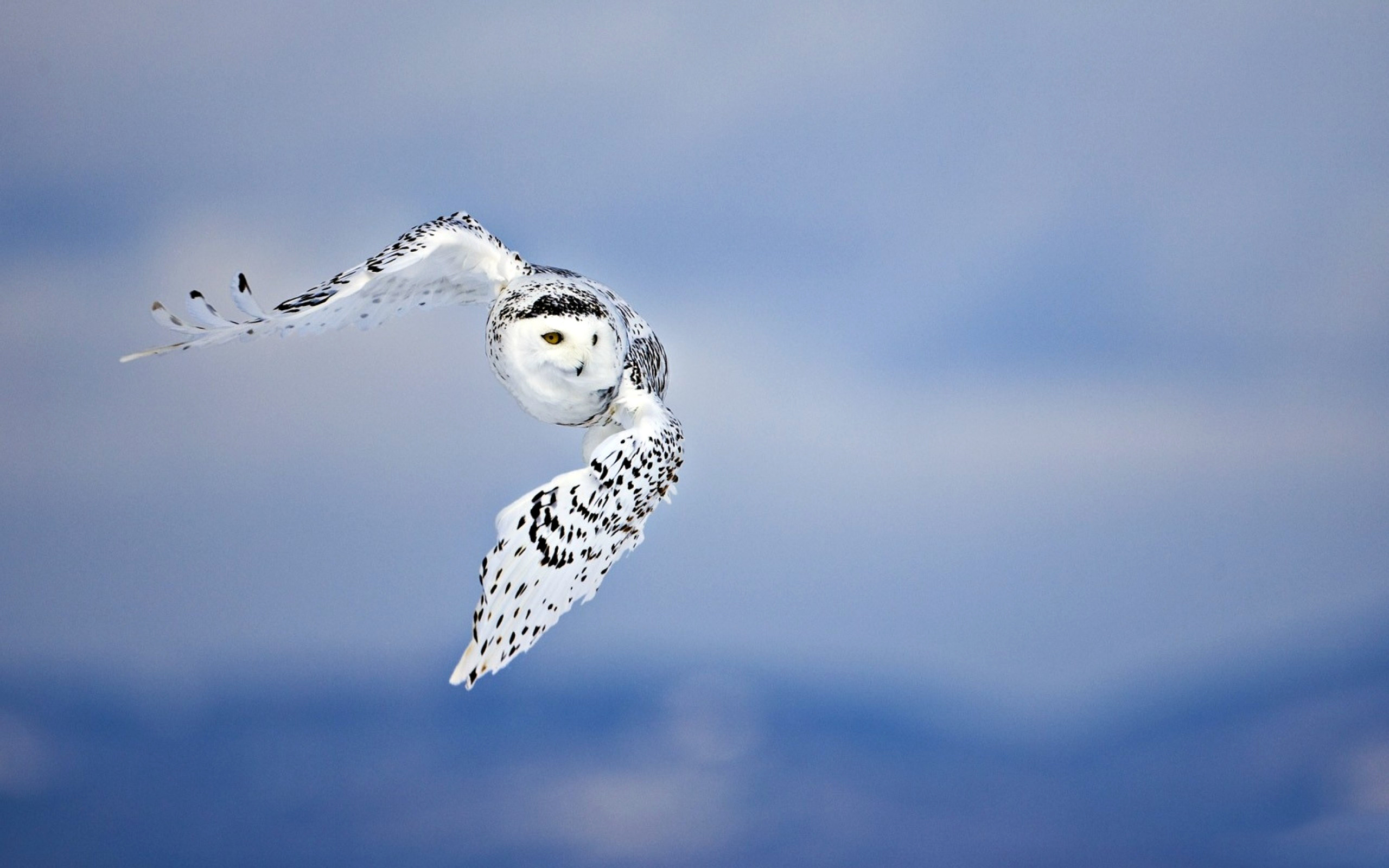 2560x1600 HD Wallpaper | Background ID:326123.  Animal Snowy Owl