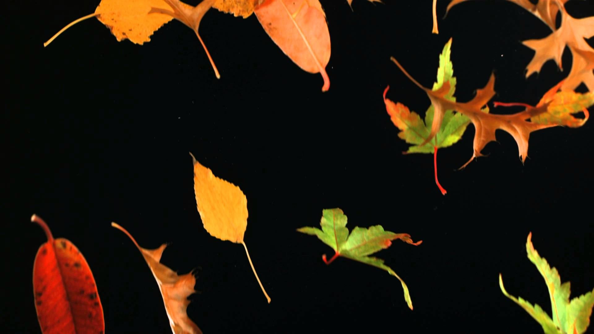 1920x1080 Slow Motion Falling Leaves and Autumn Leaf Fall Shot in Slow Mo High  Definition HD Black Background - YouTube