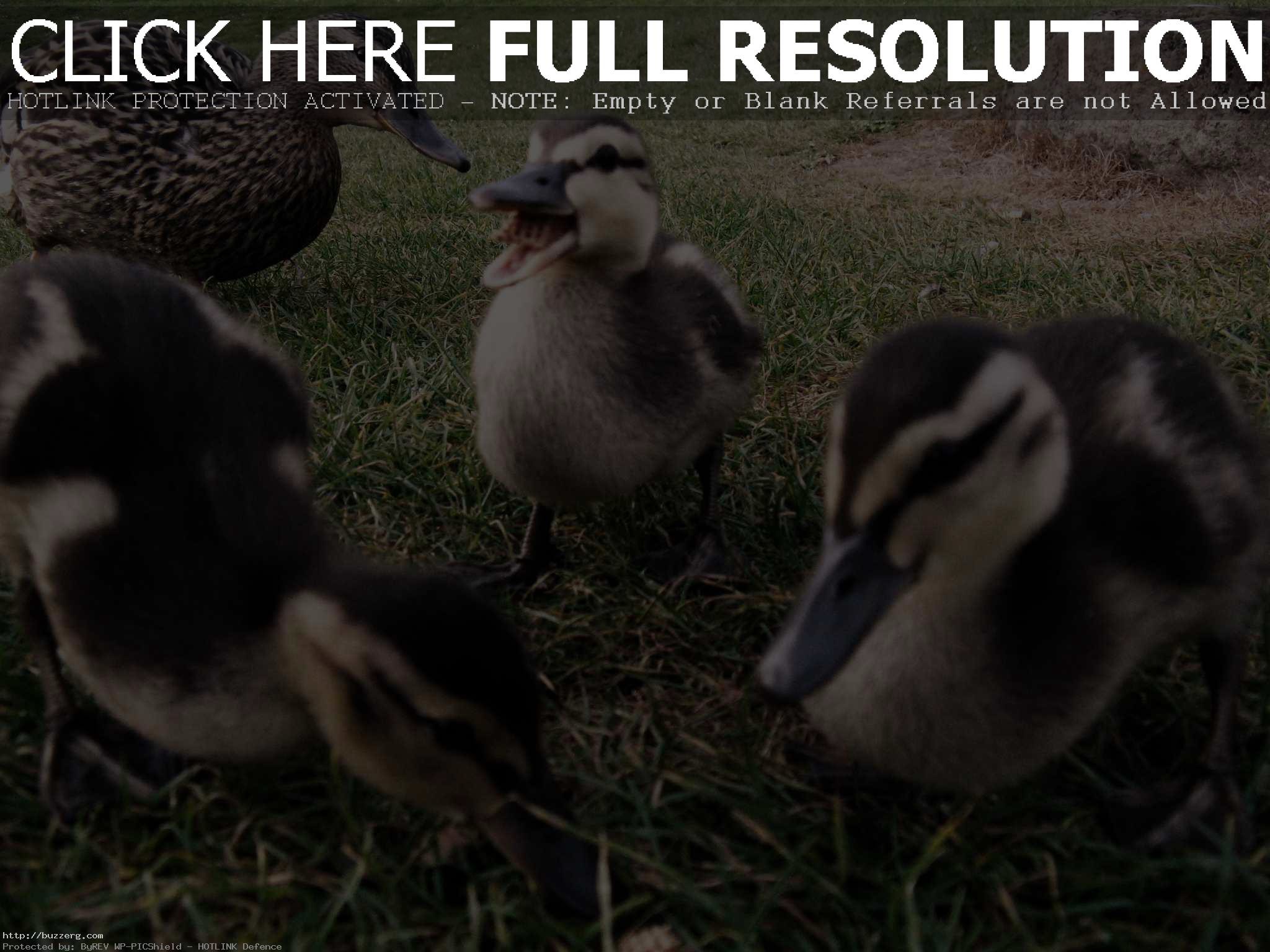 2048x1536 Cute Baby Ducklings (id: 60820)