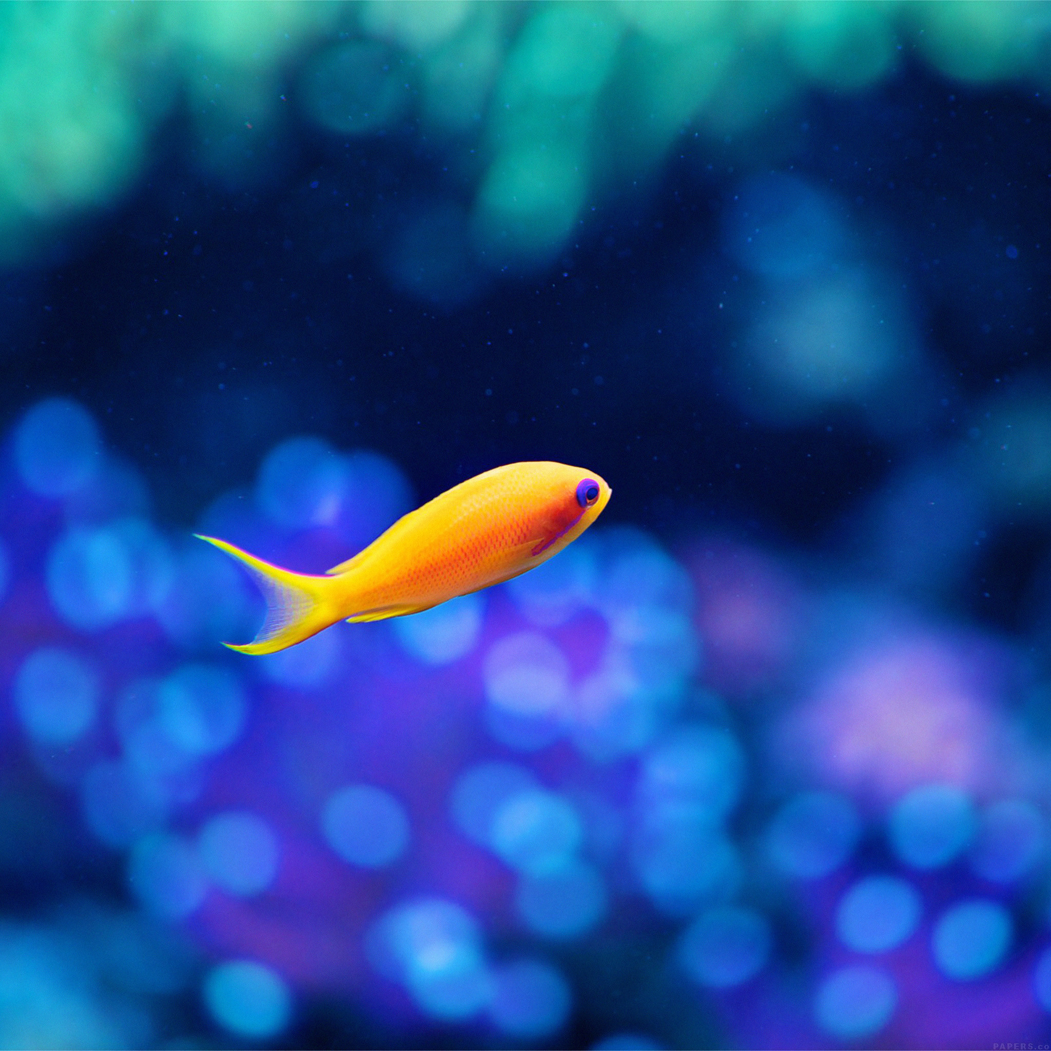 2048x2048 1824 1: Cute Fish Ocean Sea Animal Nature iPad Air wallpaper