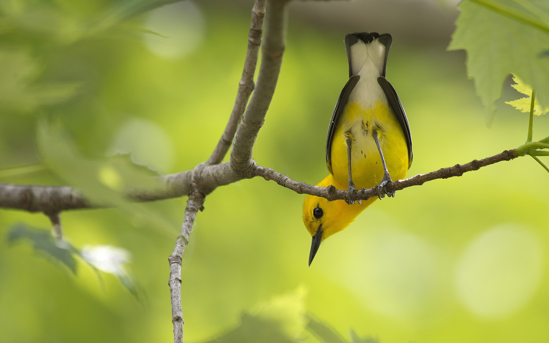 1920x1200 yellow birds on branches | Yellow bird on branch Wallpapers Pictures Photos  Images