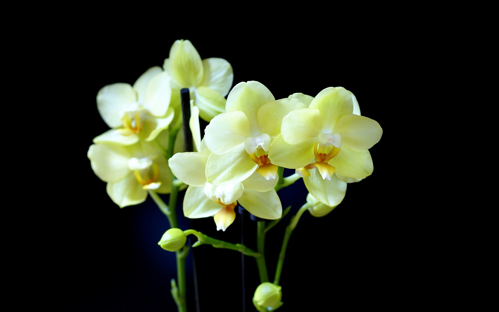 1920x1200 yellow orchid Phalaenopsis