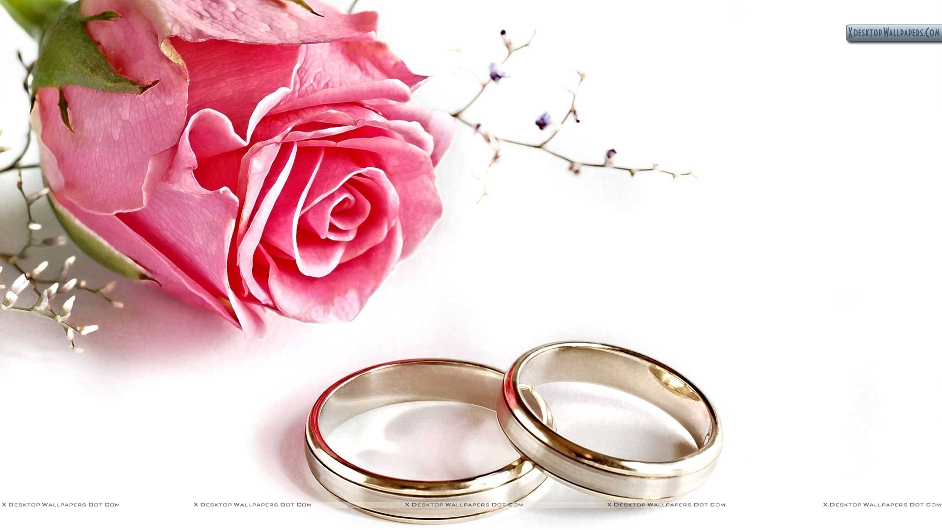 1920x1080 ... wedding rings on white colo hd wallpapers background hdesktops ...
