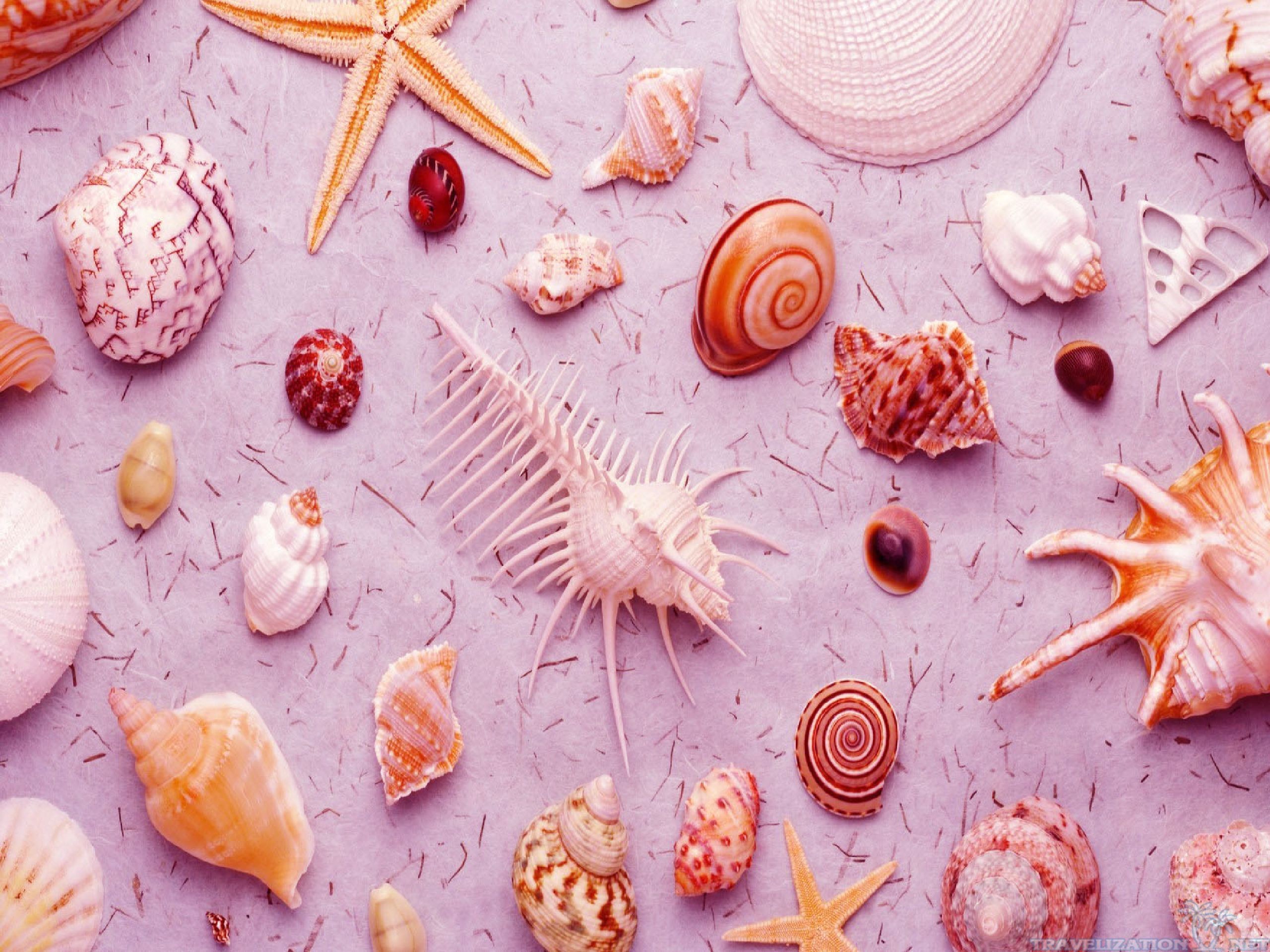 2560x1920 ... 2560Ã1920. Amazing Seashells Wallpapers. Amazing Seashells Wallpapers