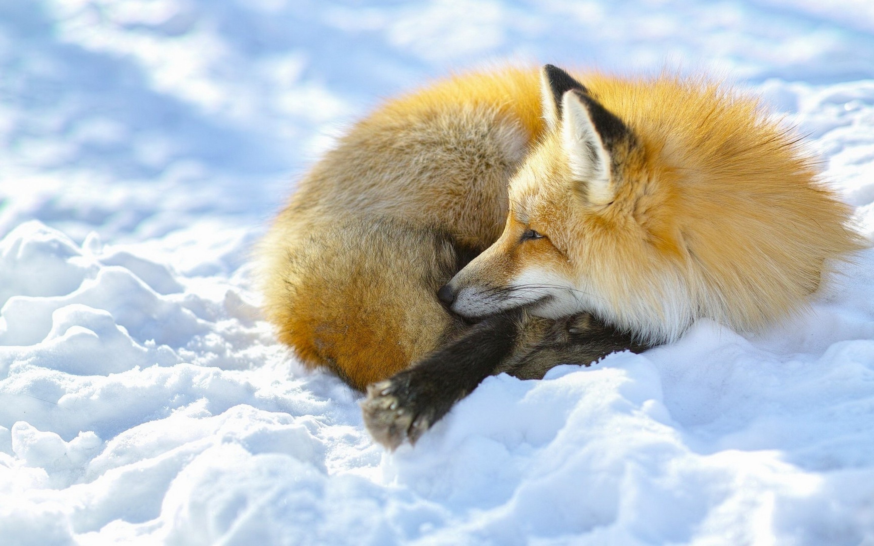 2880x1800 Snow Fox