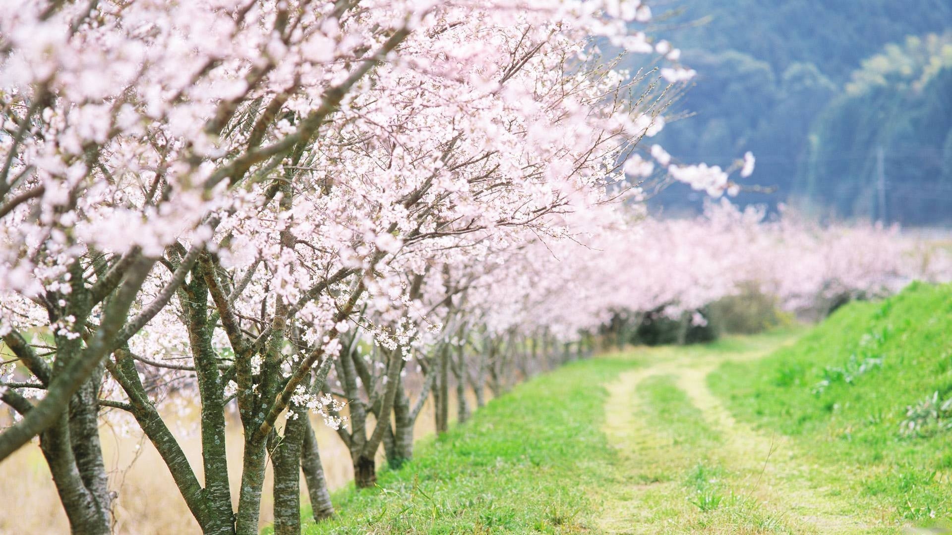 1920x1080 japanese cherry blossom tree wallpaper #559735