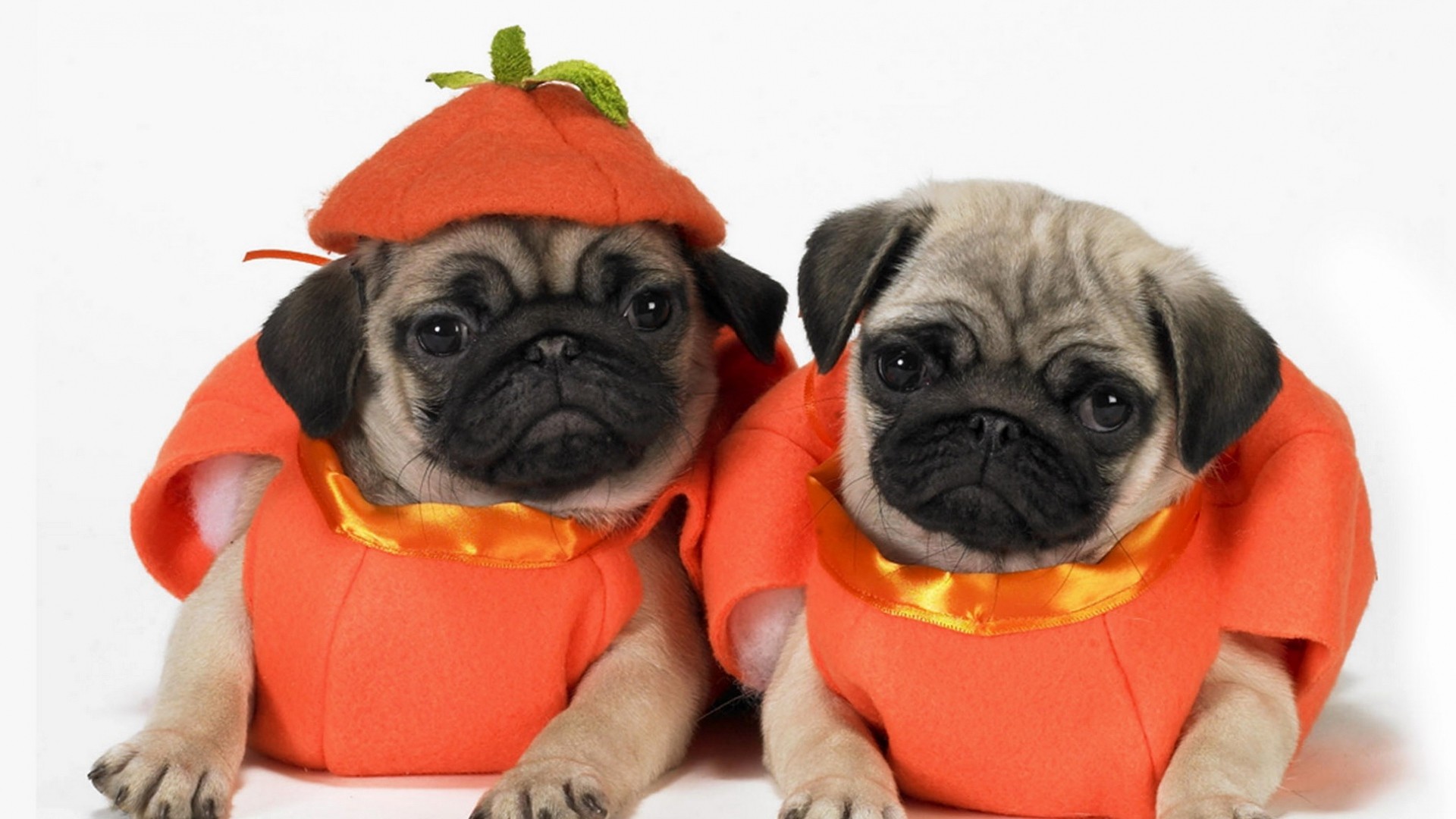 1920x1080 Get the latest pugs, dogs, puppies news, pictures and videos and learn all  about pugs, dogs, puppies from wallpapers4u.org, your wallpaper news source.