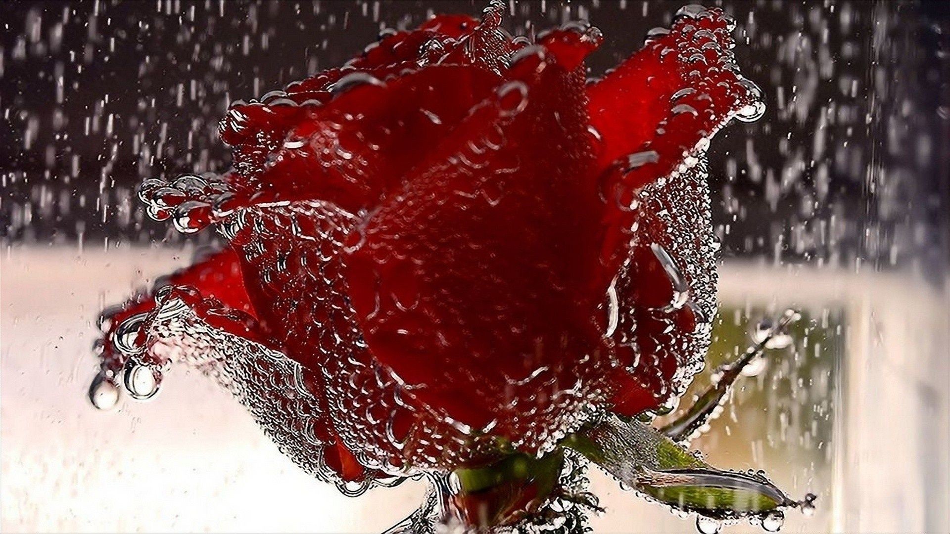 1920x1080 Red Roses Wallpapers HD A39