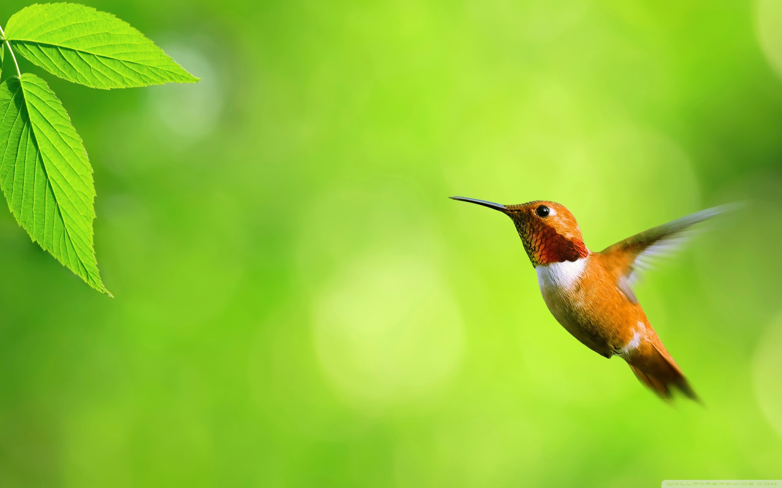 2560x1600 HD Wallpaper | Background ID:446360.  Animal Hummingbird