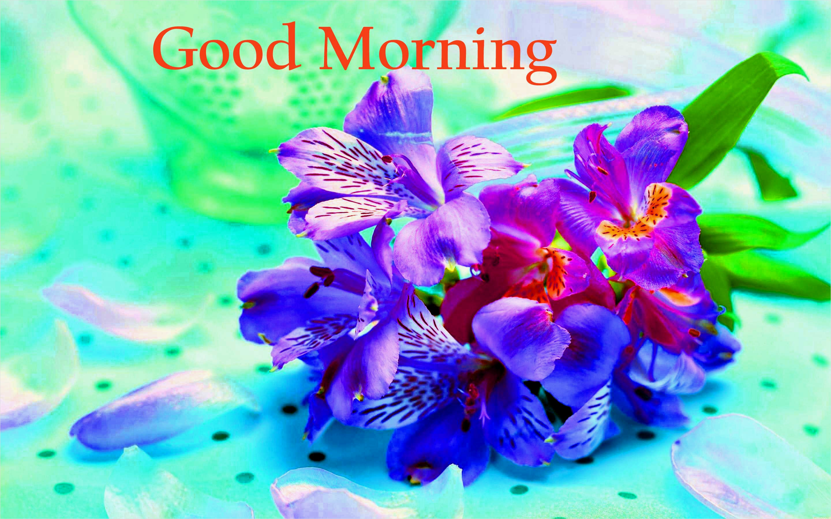 2880x1800 Good Morning Flowers Wallpaper Pics Download for Whatsaap