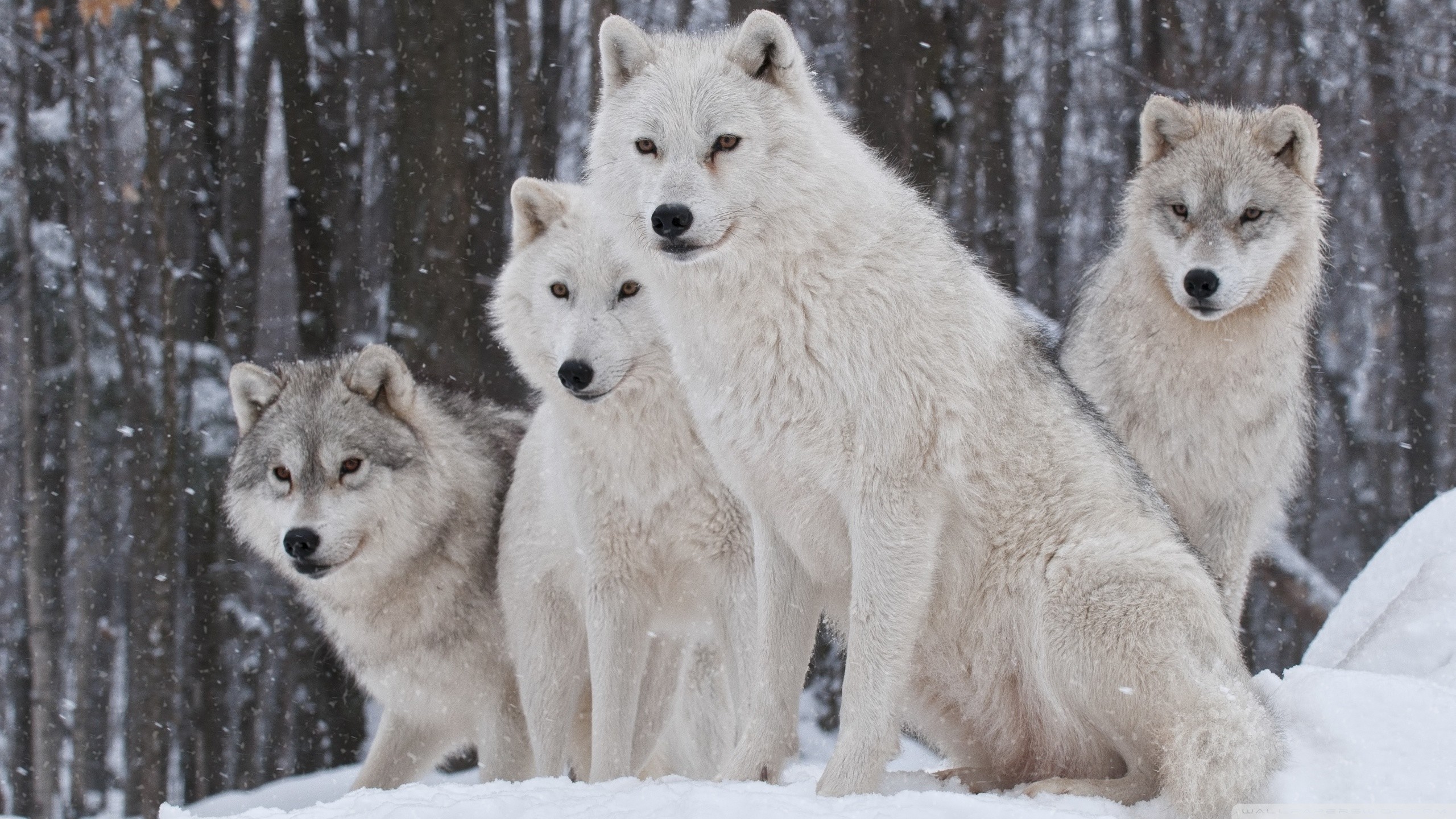 2560x1440 ... Wolf Wallpapers | Best Wallpapers ...